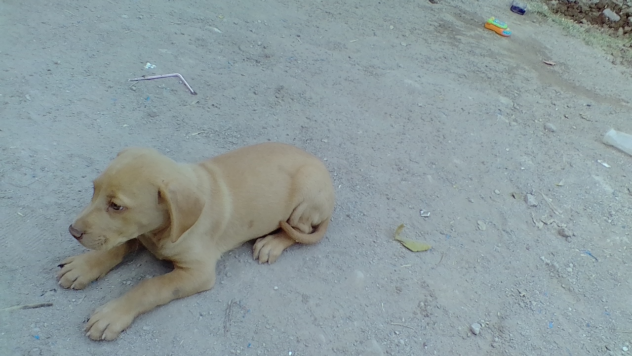 Restaurante de Mariscos EL Tiburón image 7