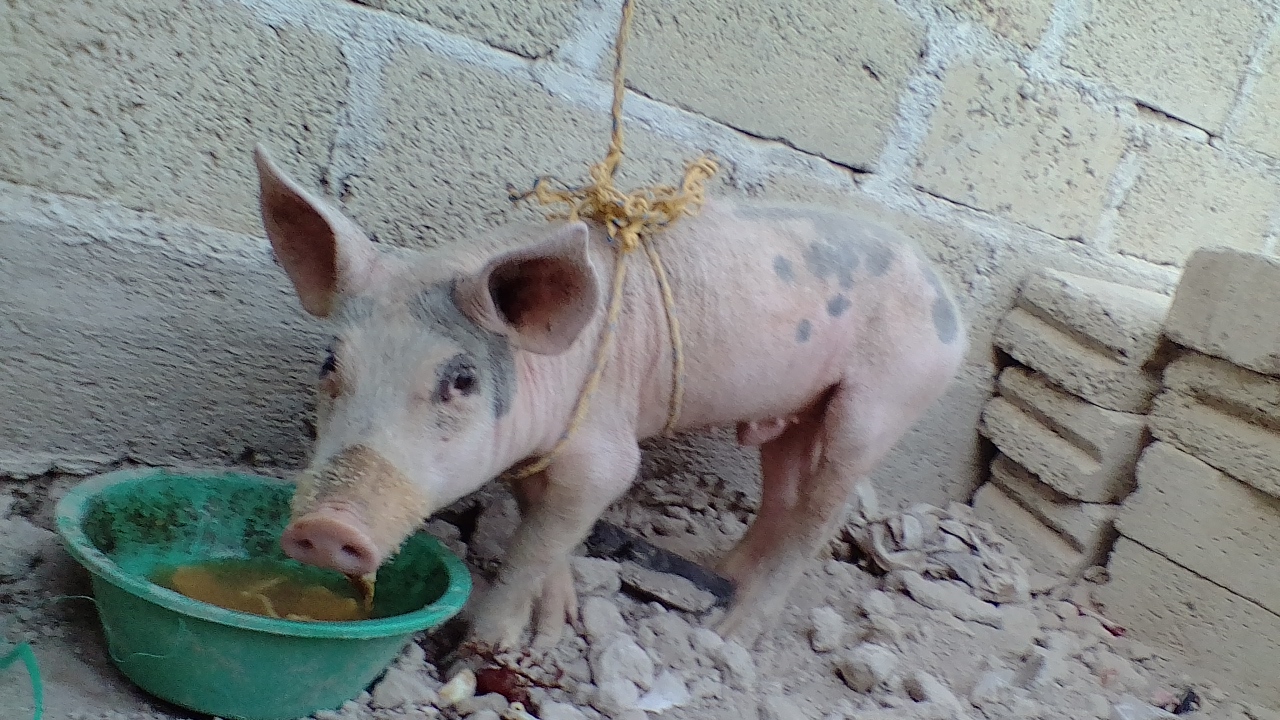 Restaurante de Mariscos EL Tiburón image 9