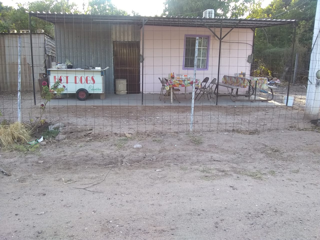 Hot dog viridiana image 6