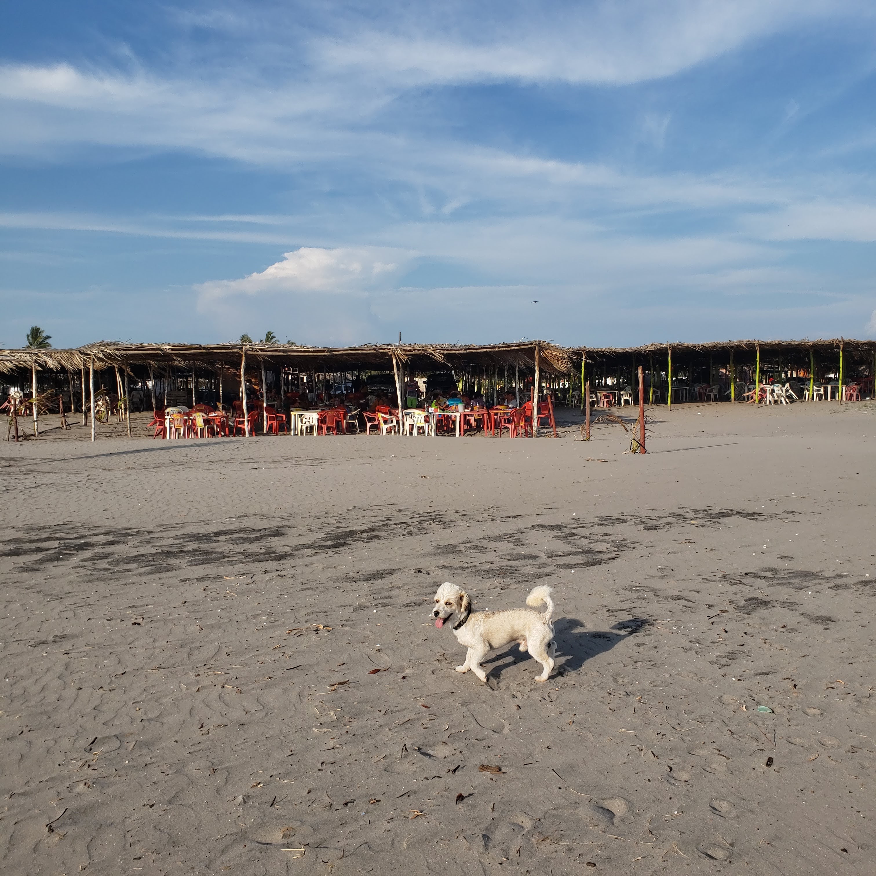 LOS DELFINES restaurant image 10