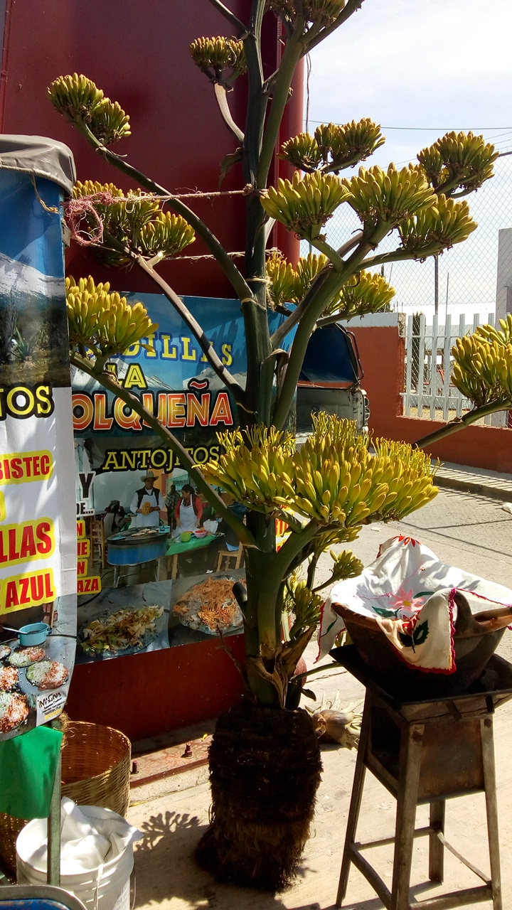 Quesadillas "La Ozolqueña" image 8