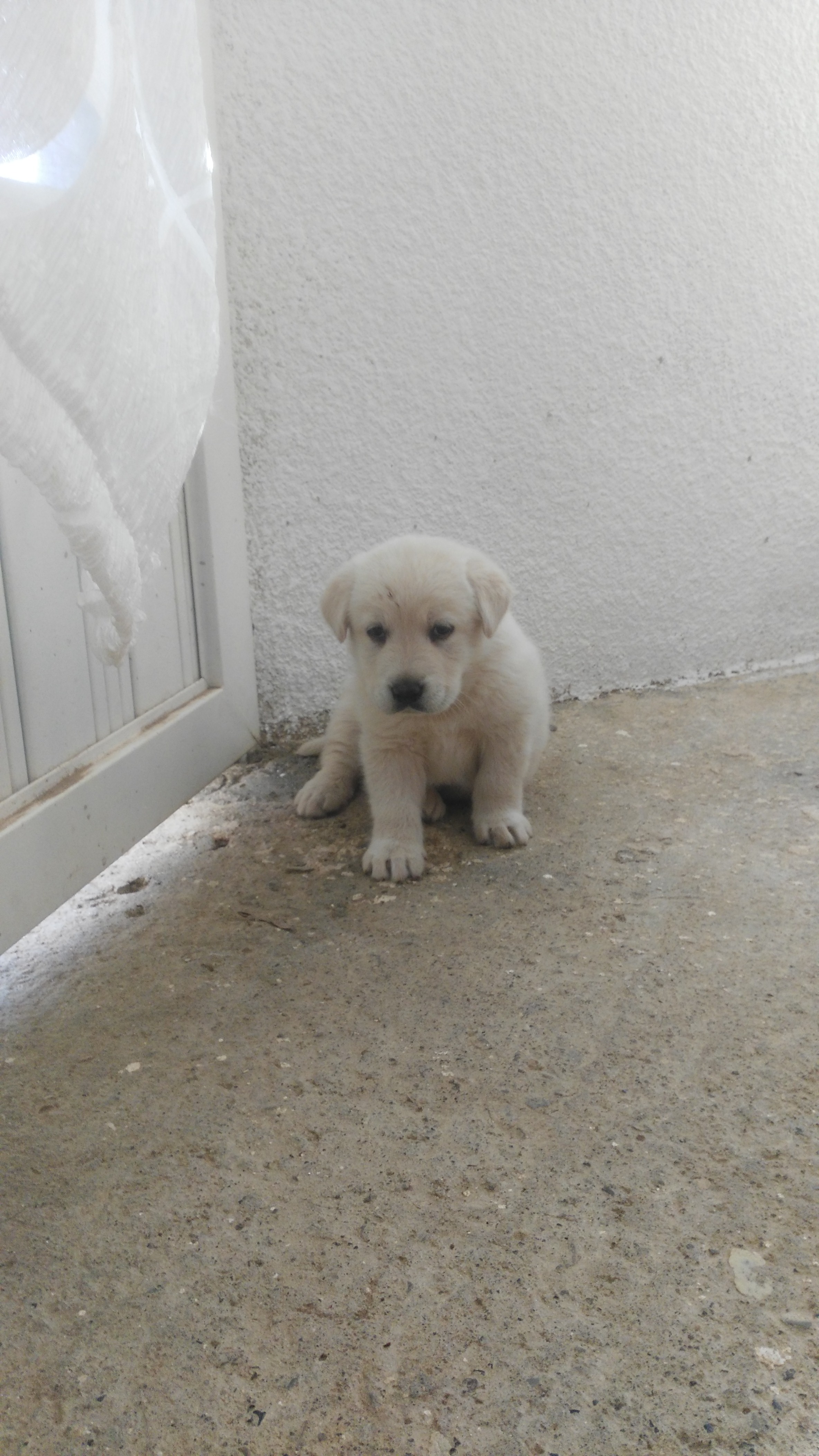 Pizzas Angelotti image 5