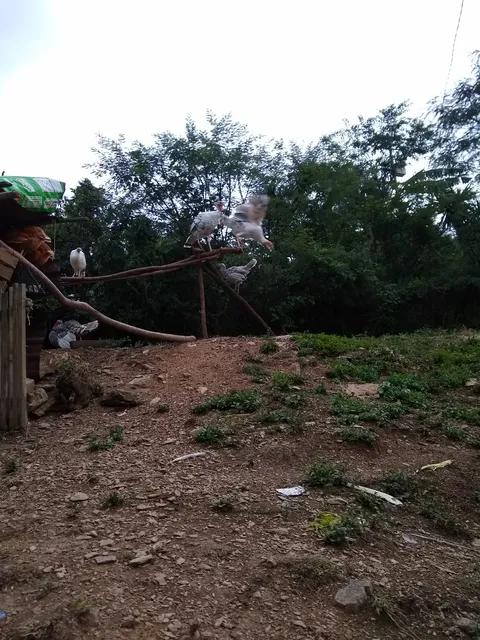 EL EMBRUJO DE MI TIERRA image 3