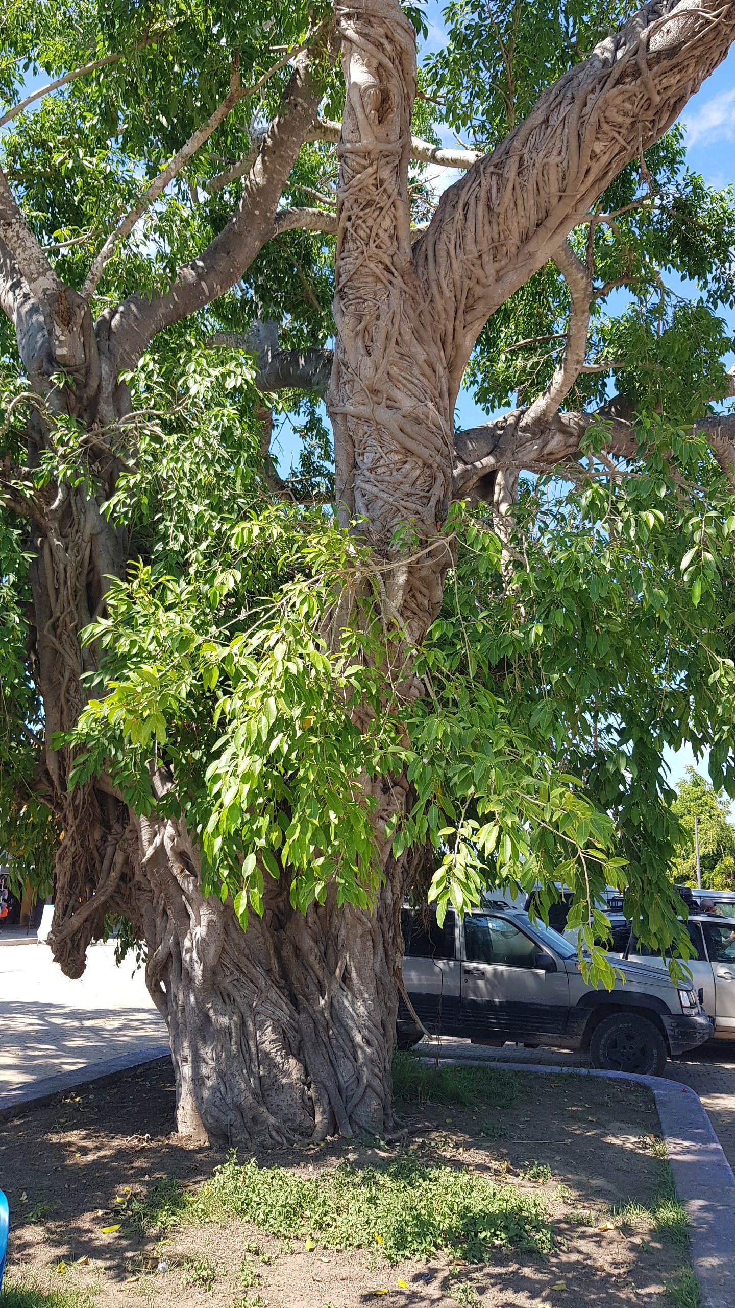 Carnitas y chicharrones la for image 3