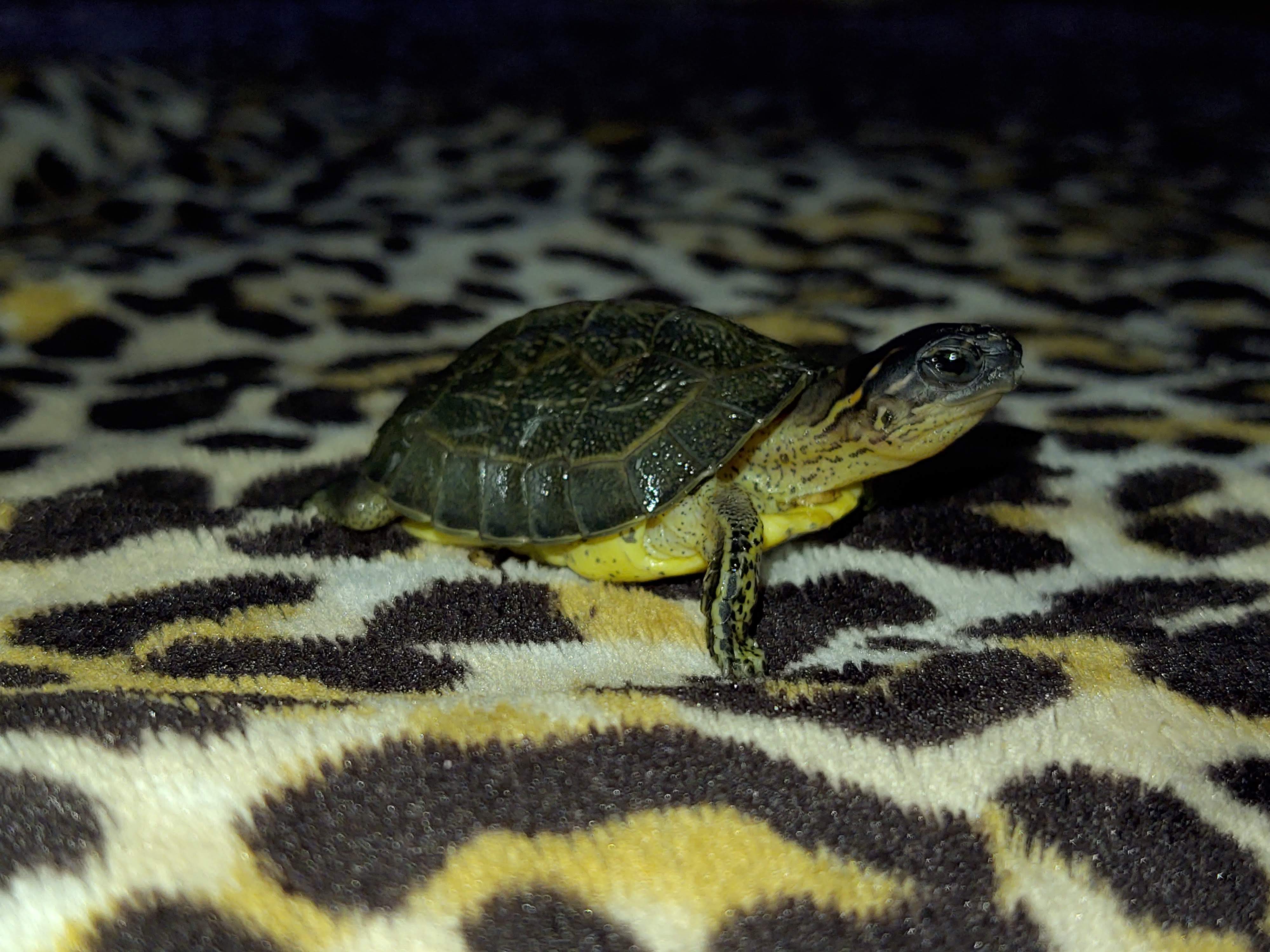 Pollos y costillas La Luna image 3