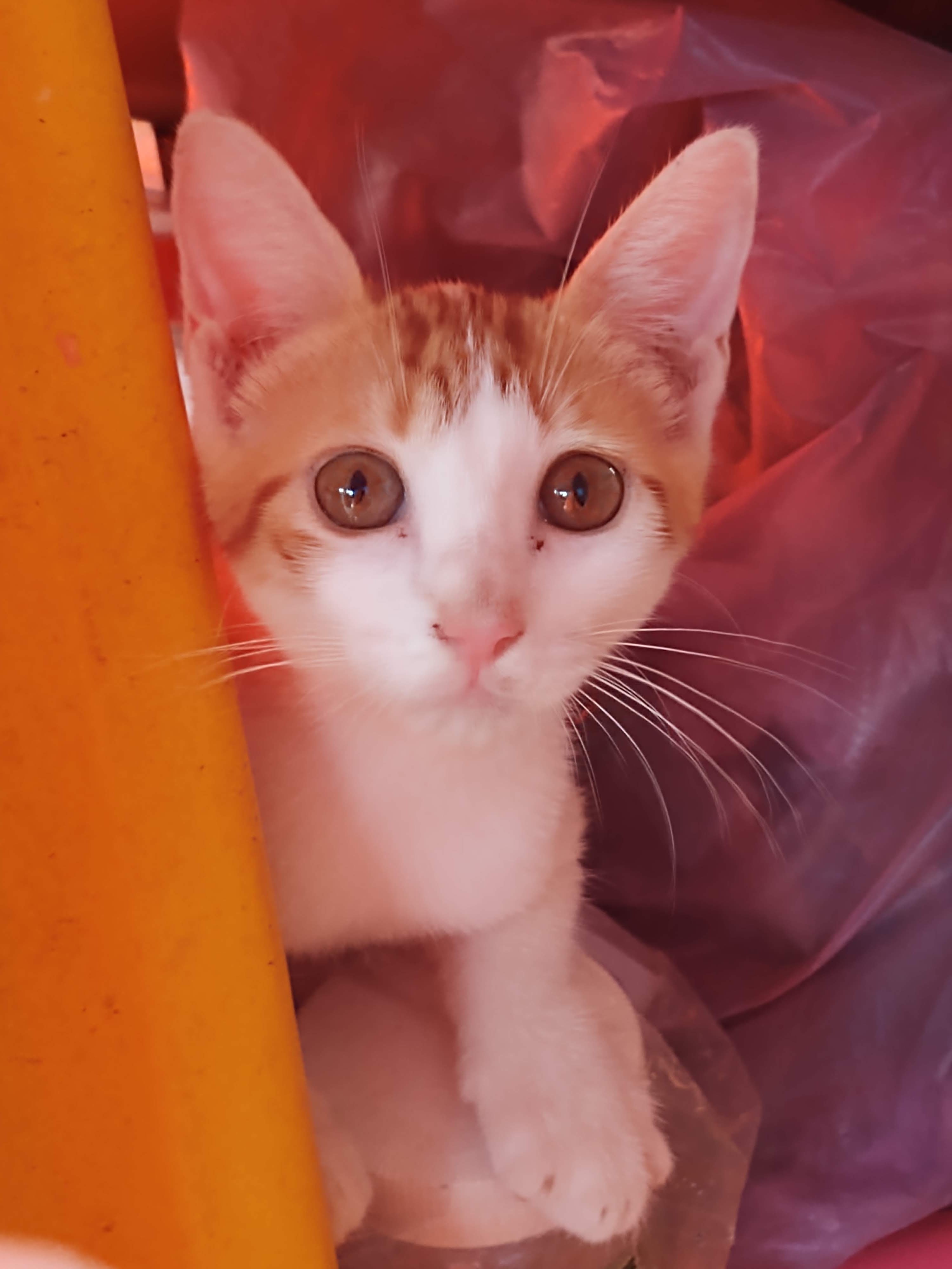 Pollos y costillas La Luna image 9