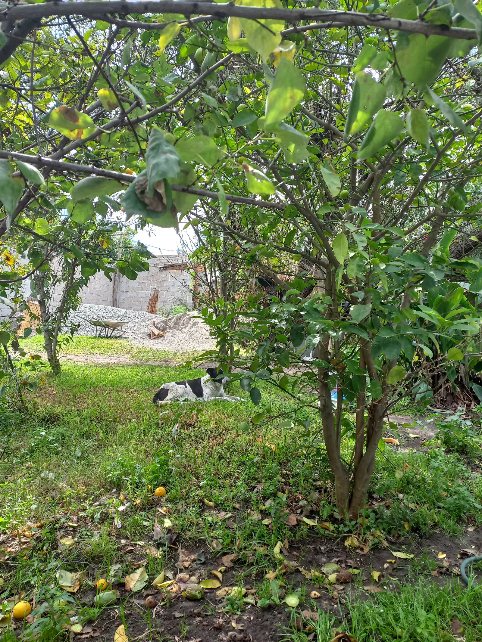 Red House image 8