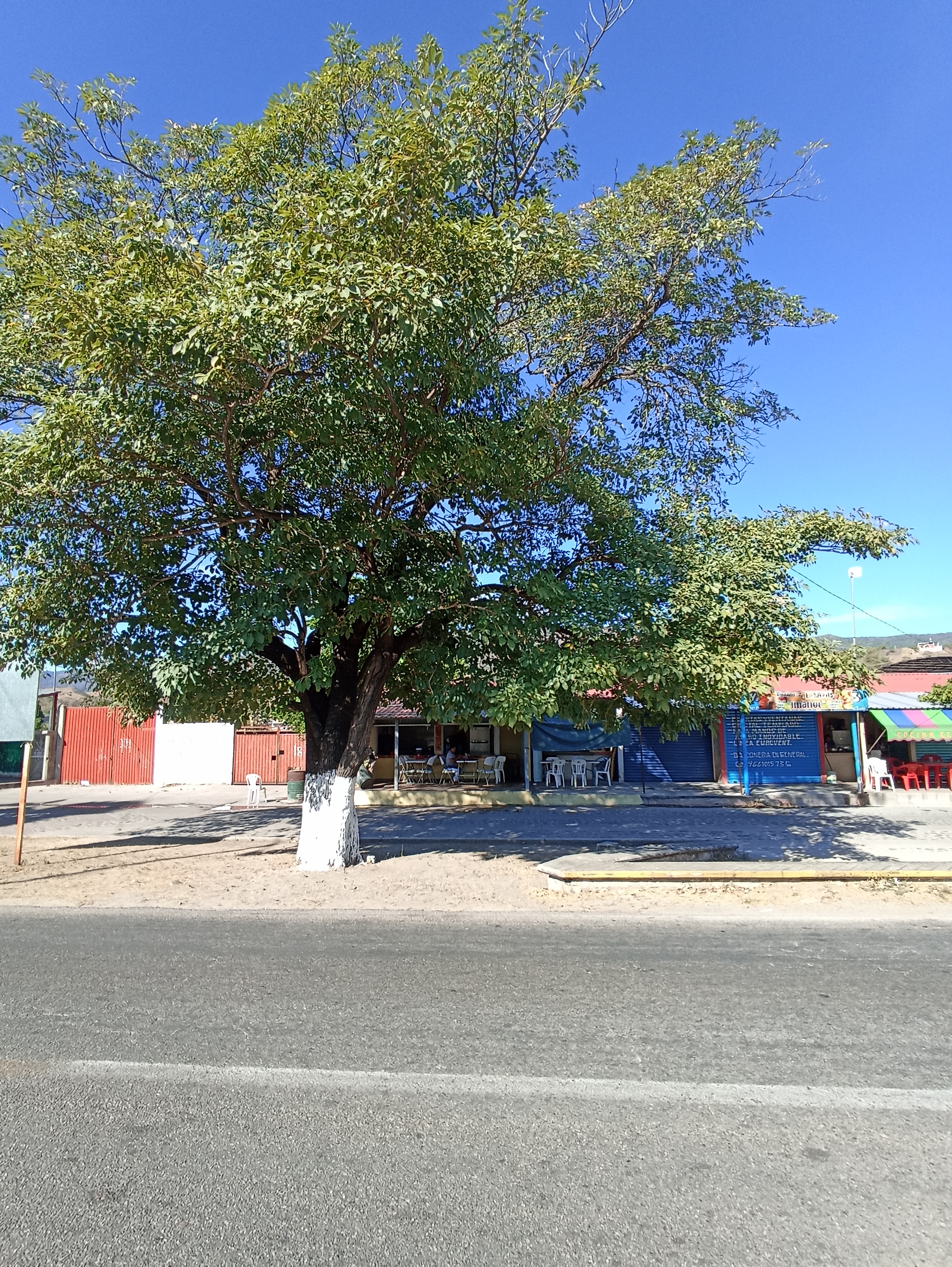 Toksito Balboa image 4