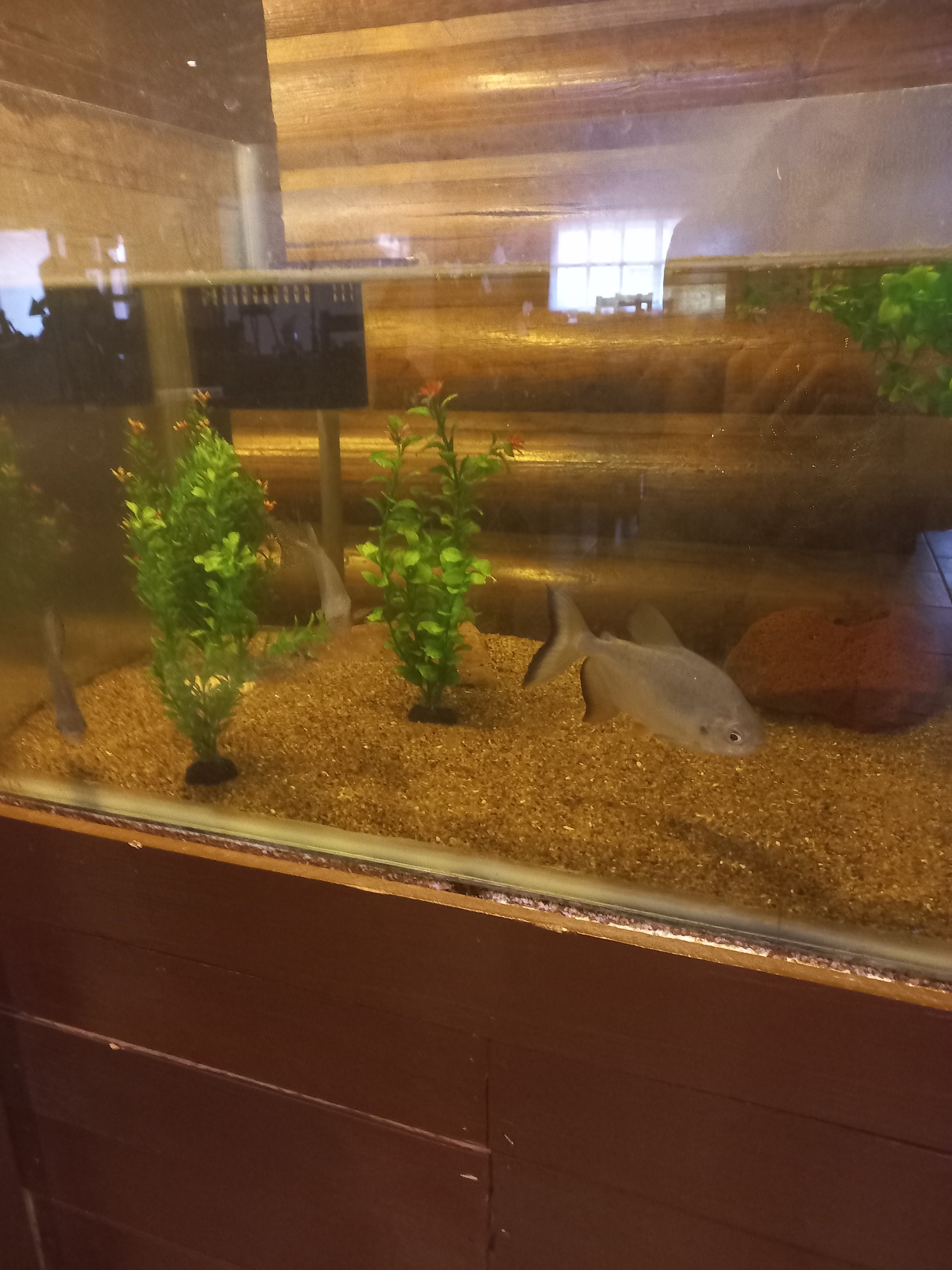 Restaurant El Cazador image 6