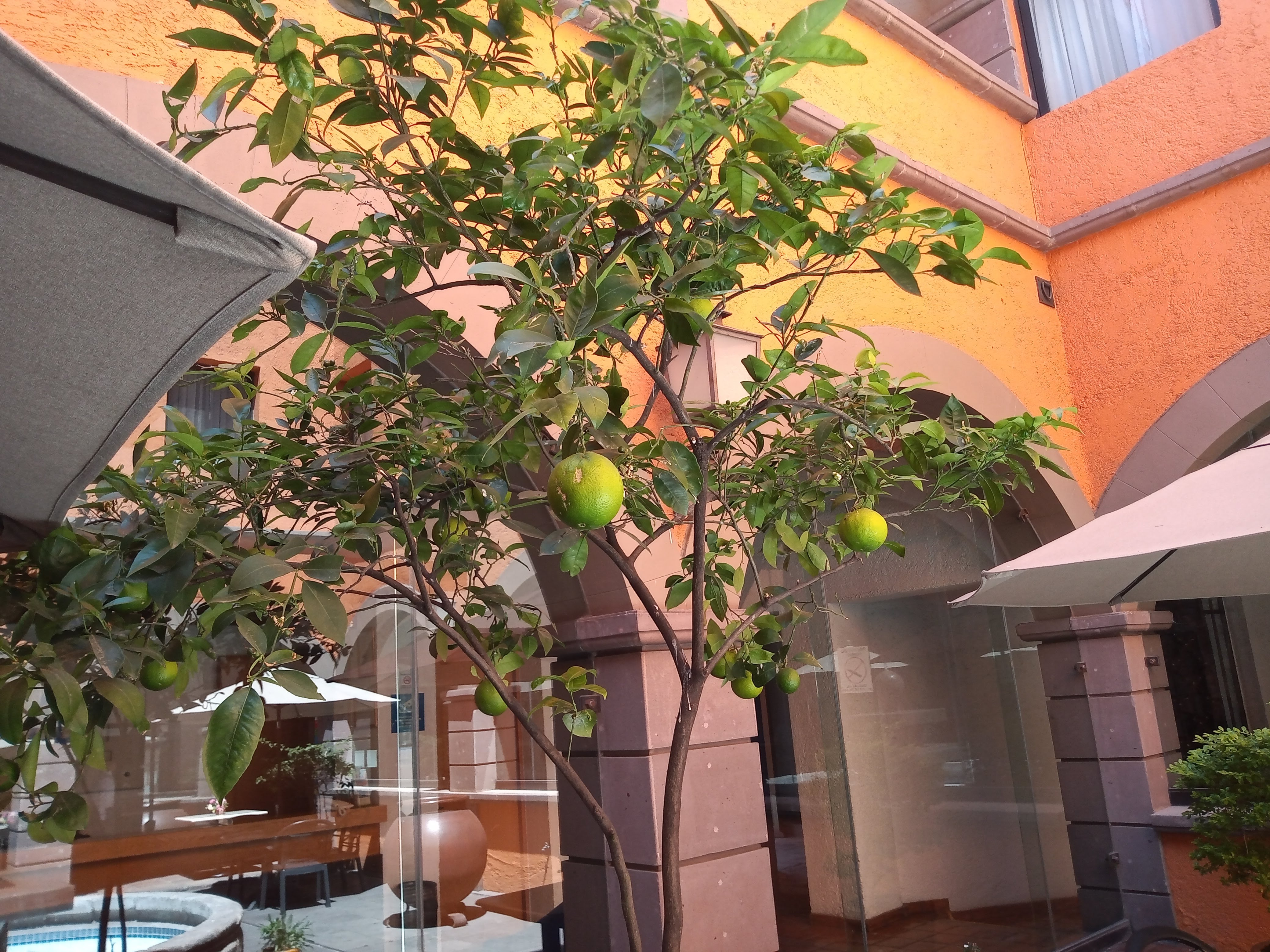 ABE RESTAURANTE image 4