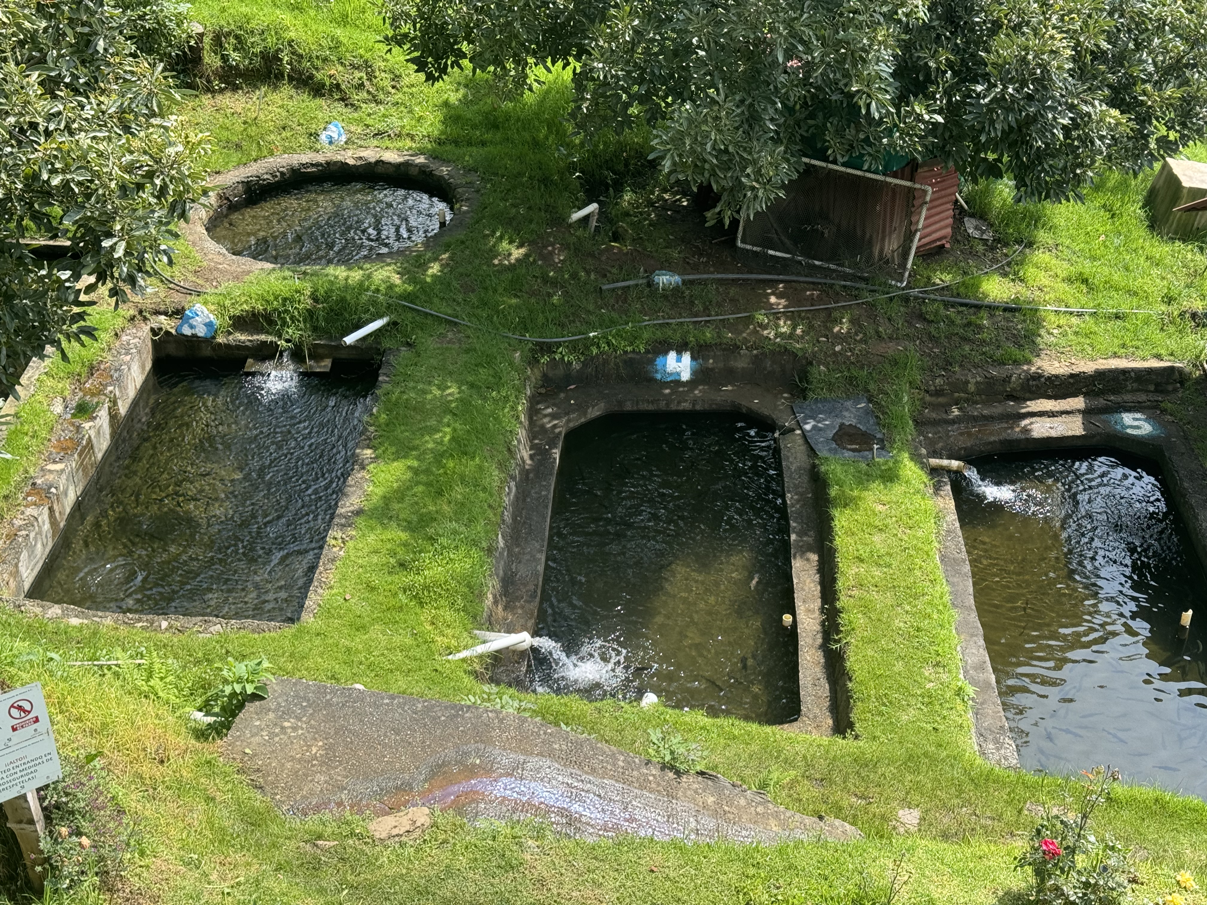 Restaurante los patos trucha al gusto image 4