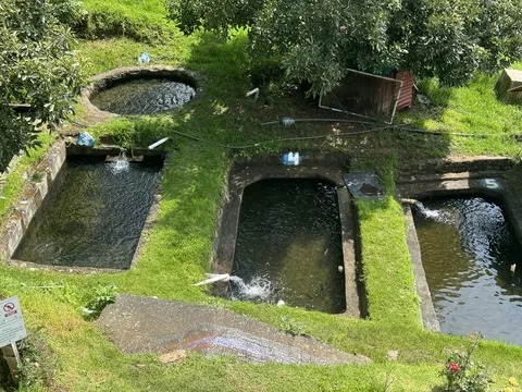 Restaurante los patos trucha al gusto image 4