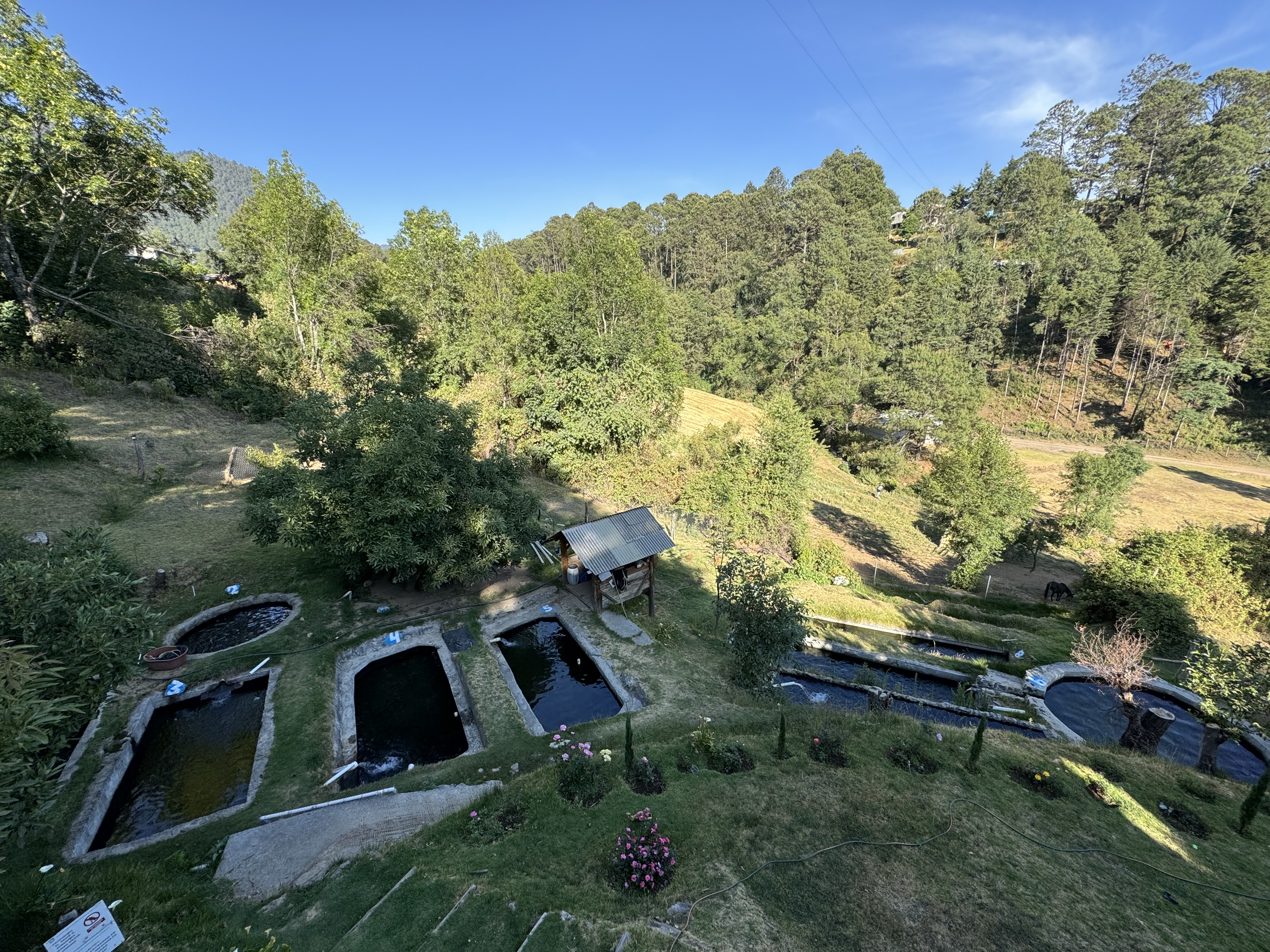 Restaurante los patos trucha al gusto image 5
