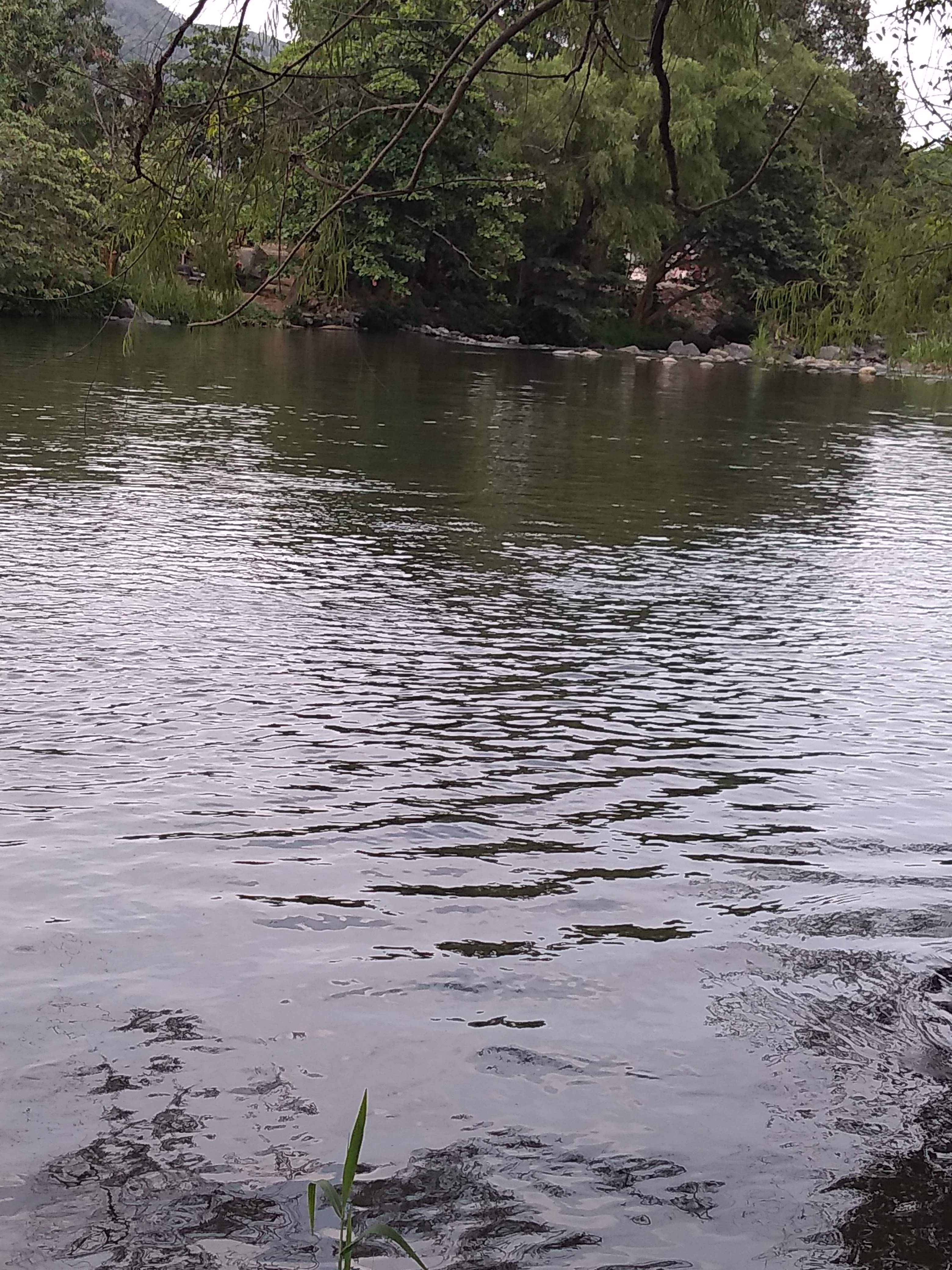 Pollos Casa Blanca image 8