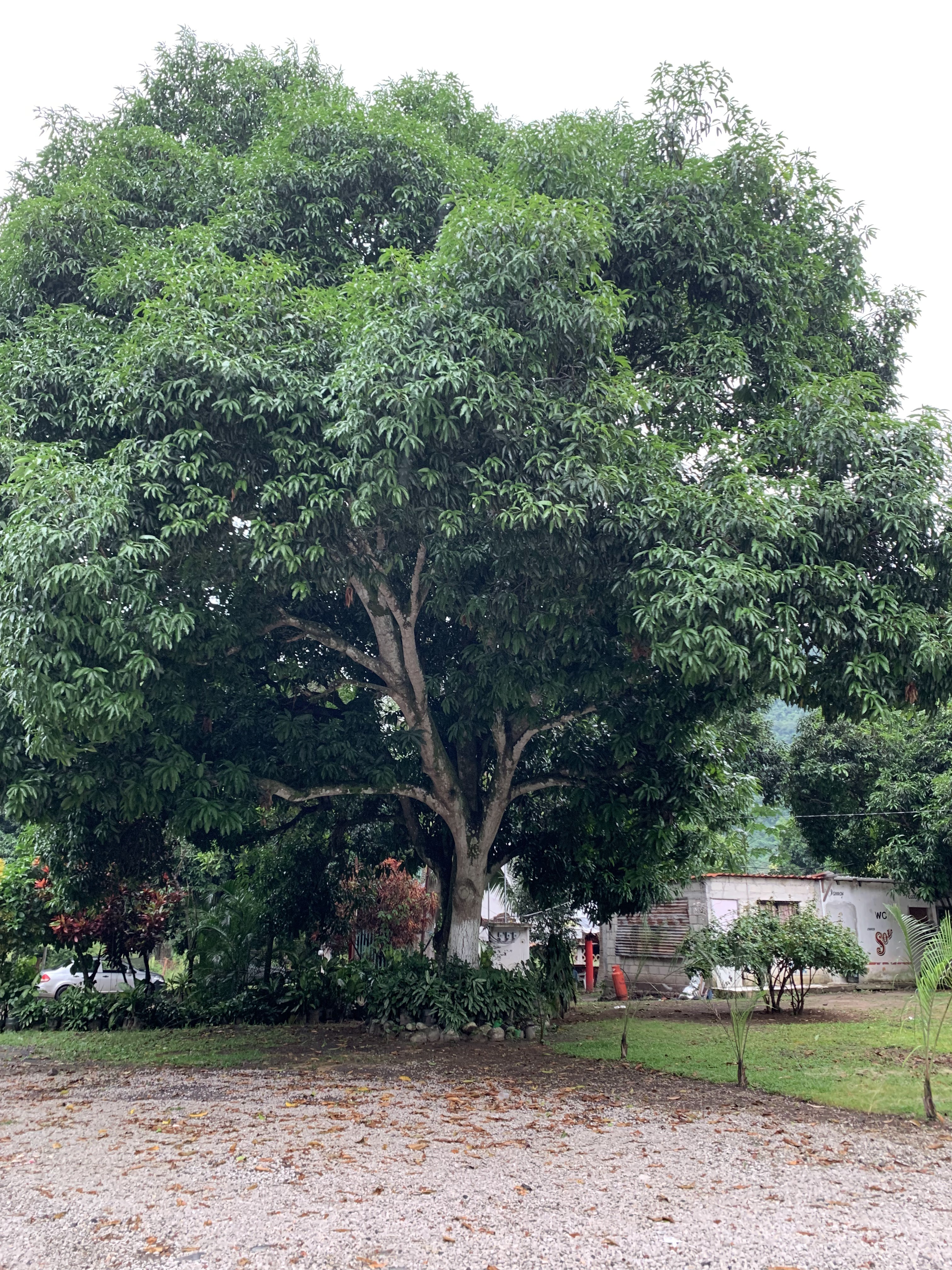 La palapa El Vado image 10