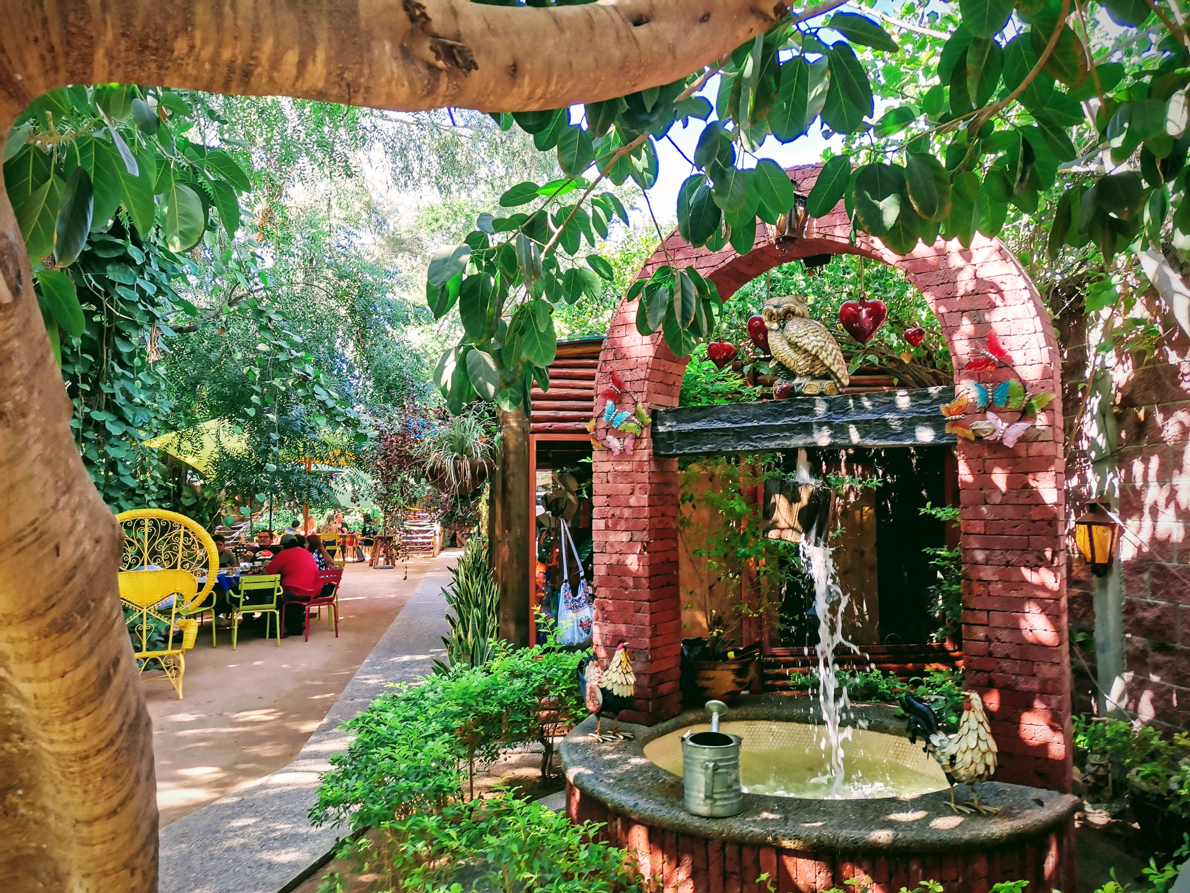 Campestre Colibri image 4