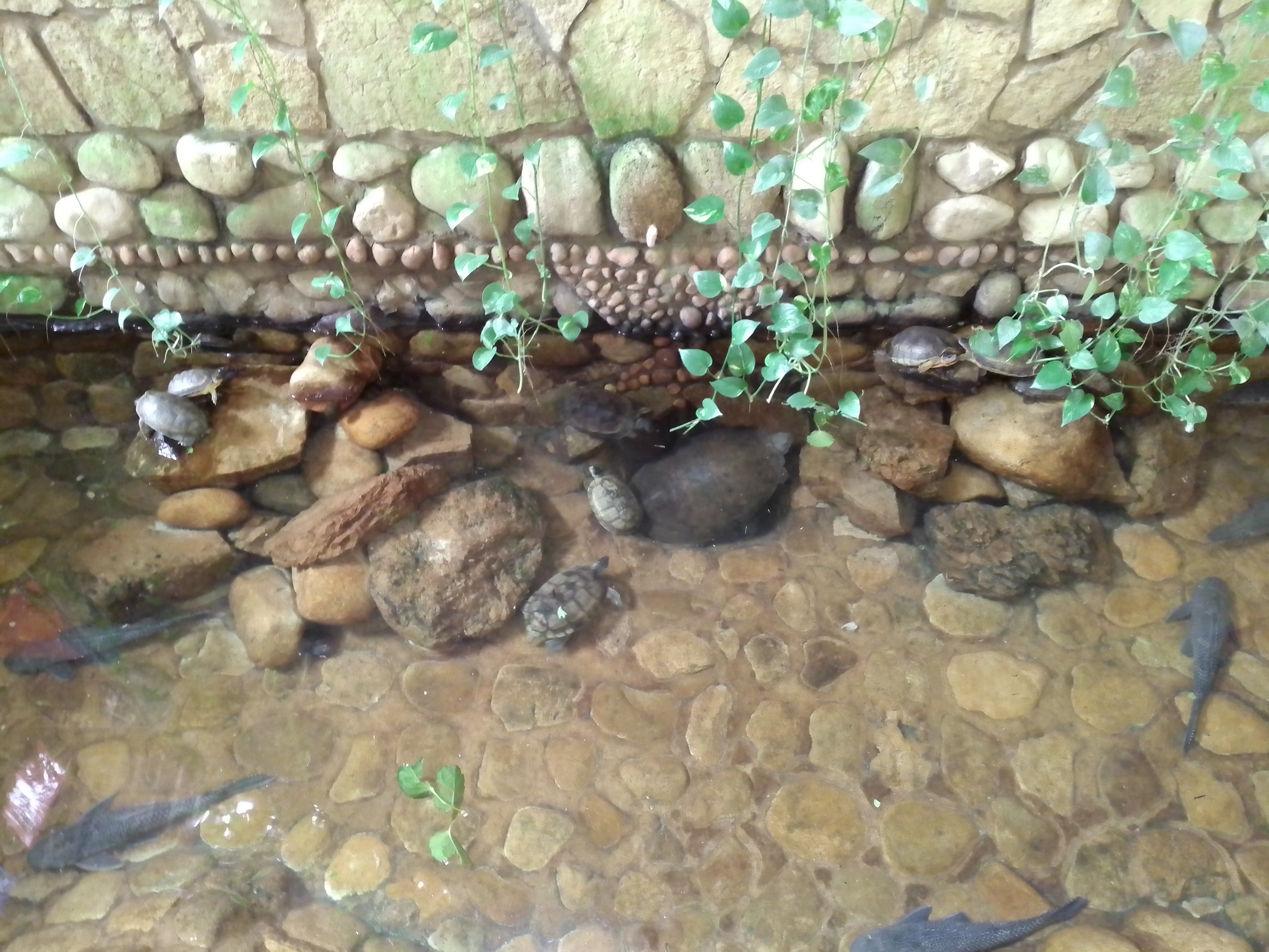 La Chiapaneca image 9