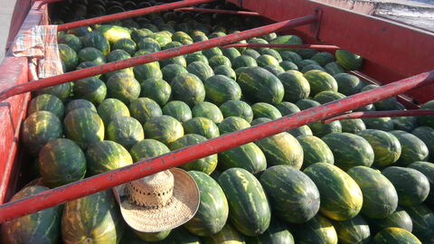 Loncheria image 1