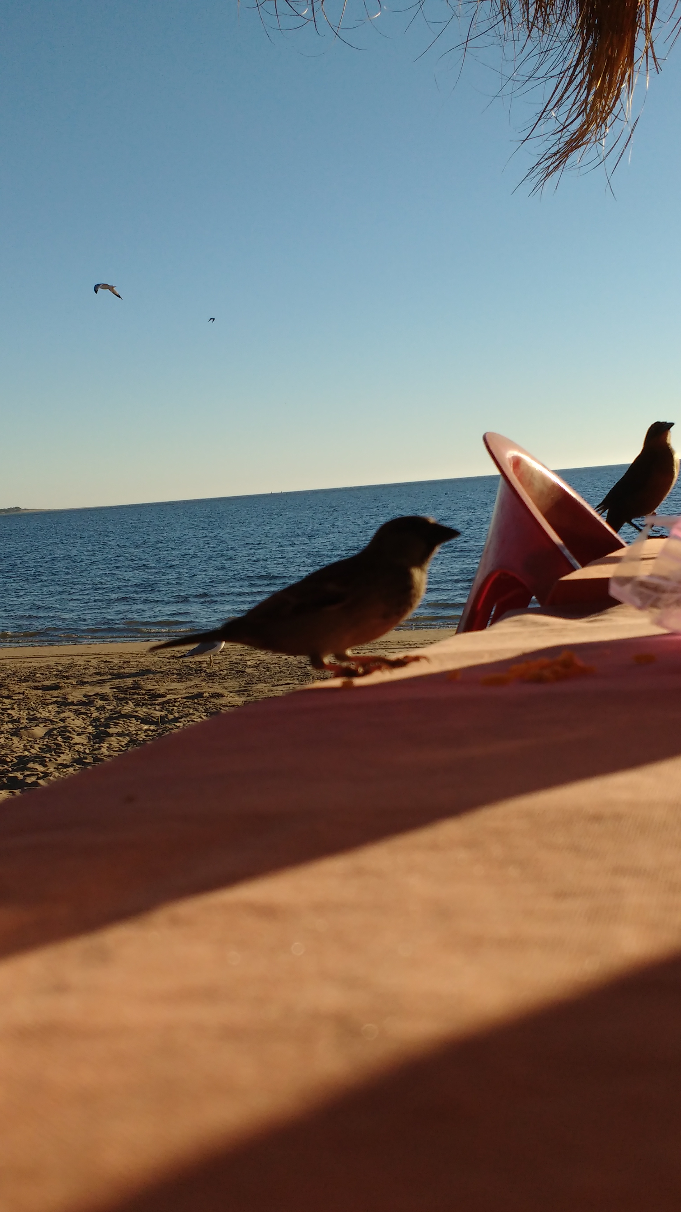 Las Glorias Restaurant image 10