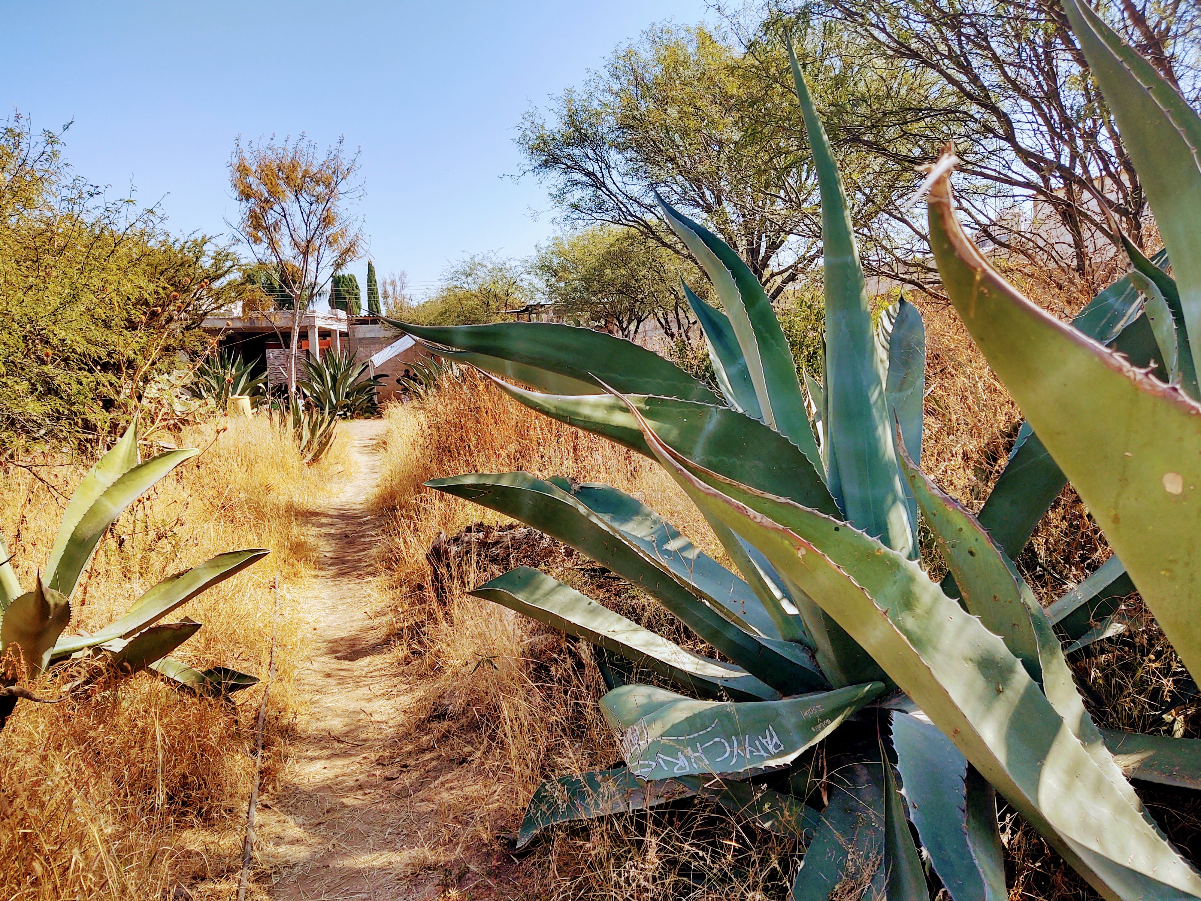 Rica Barbacoa "Don Cirilo# image 6