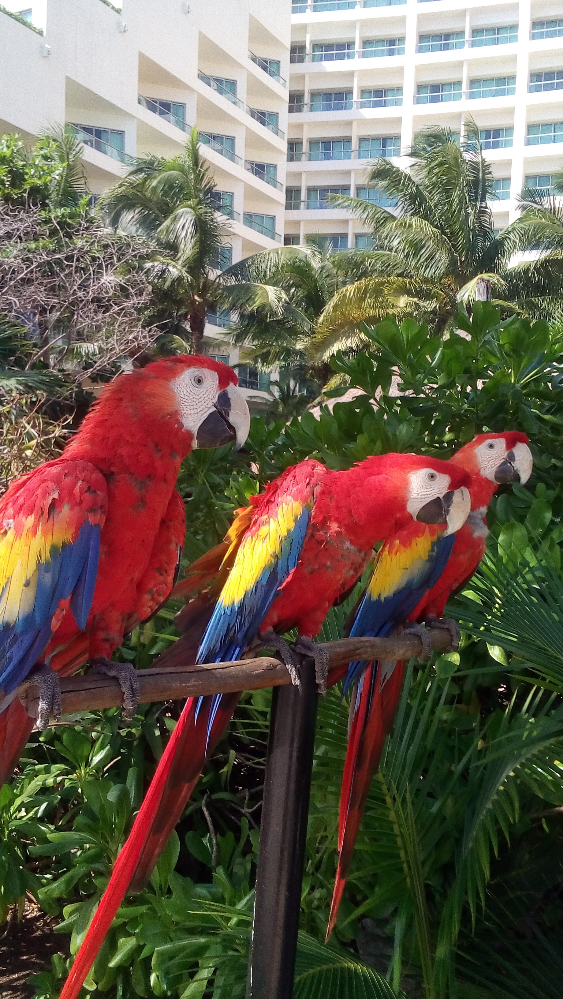 Restaurant y Carnitas "Chiqui image 6