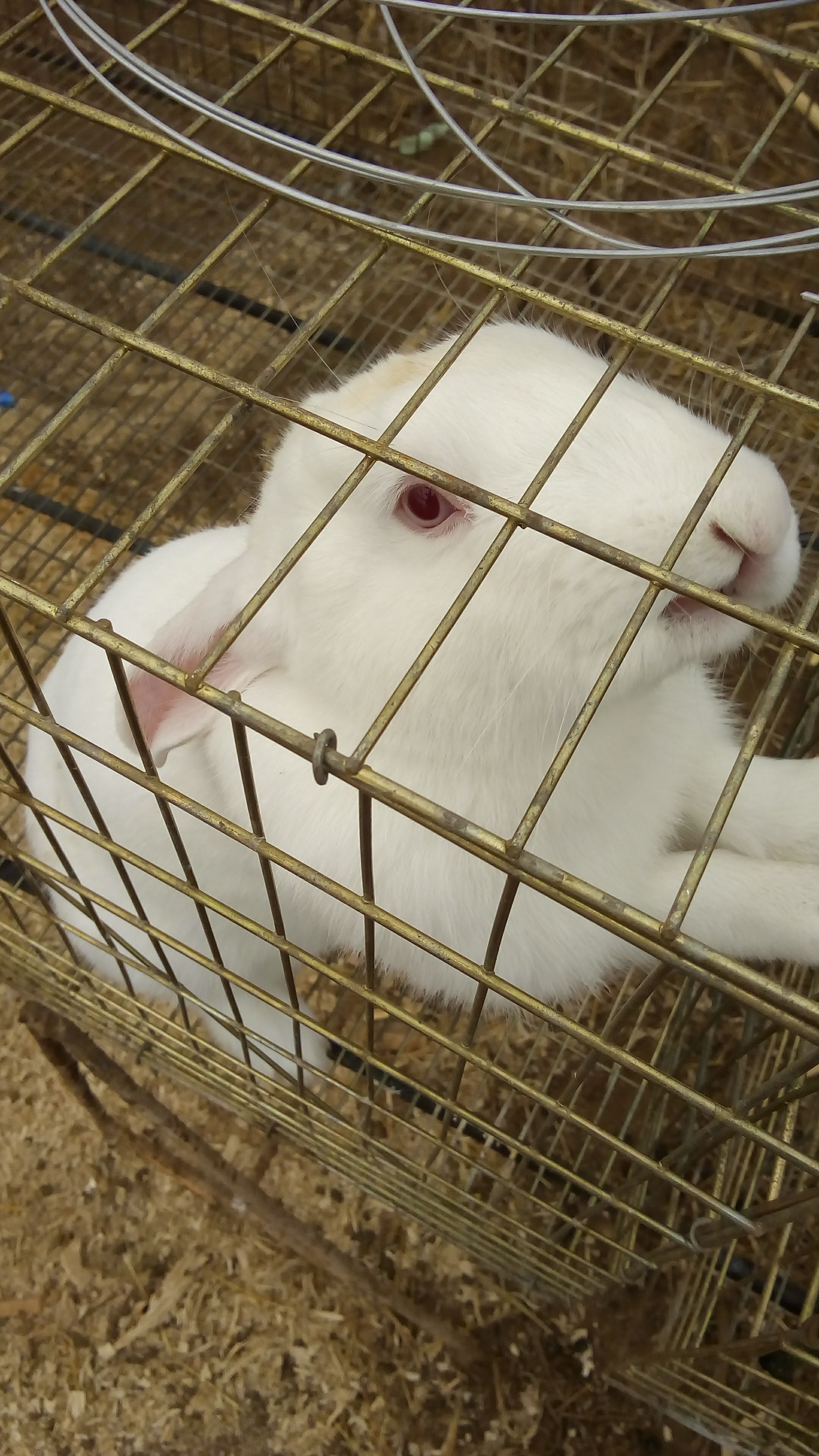 Granja Cunicola Organica image 7