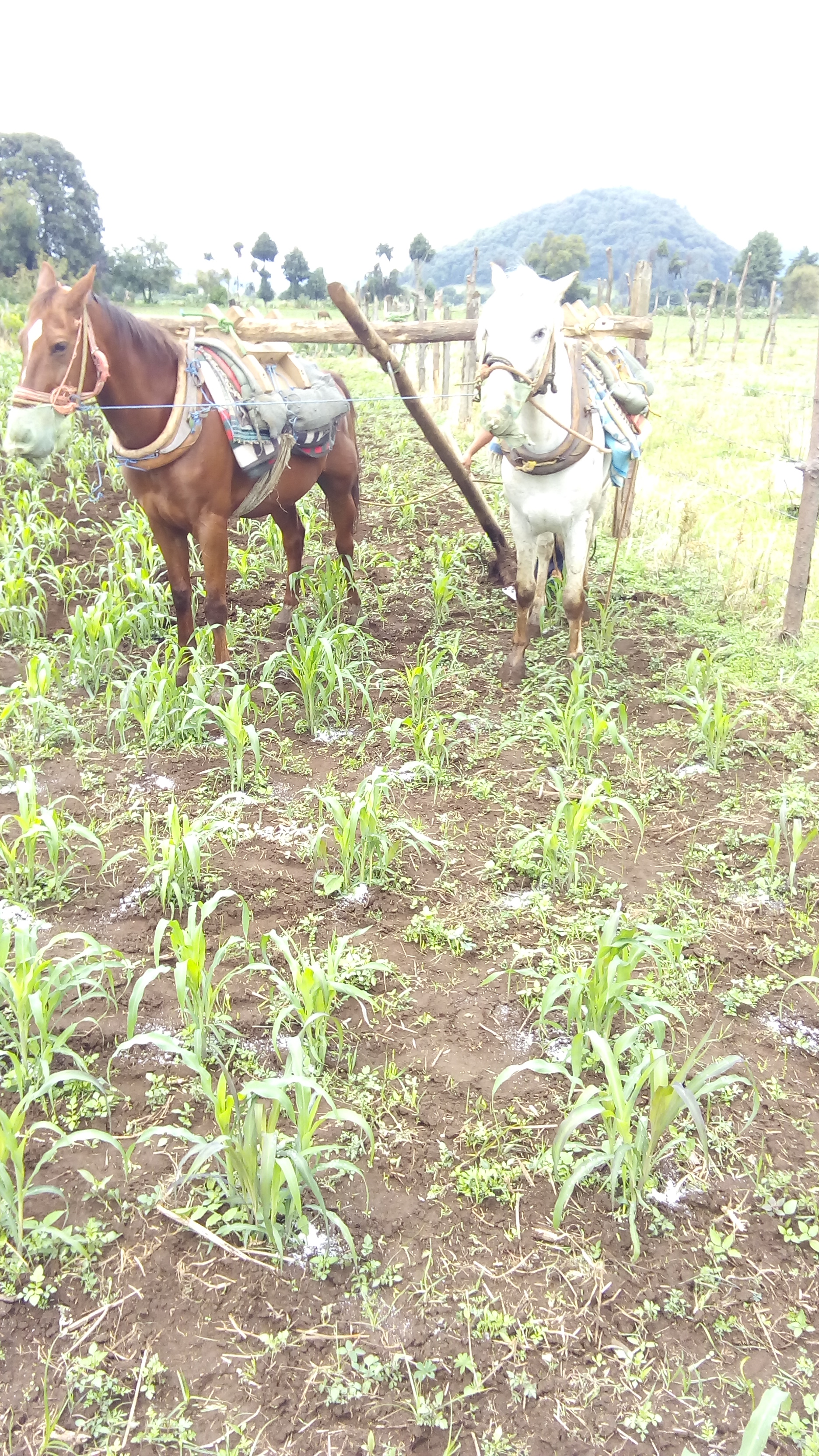 Granja Cunicola Organica image 10