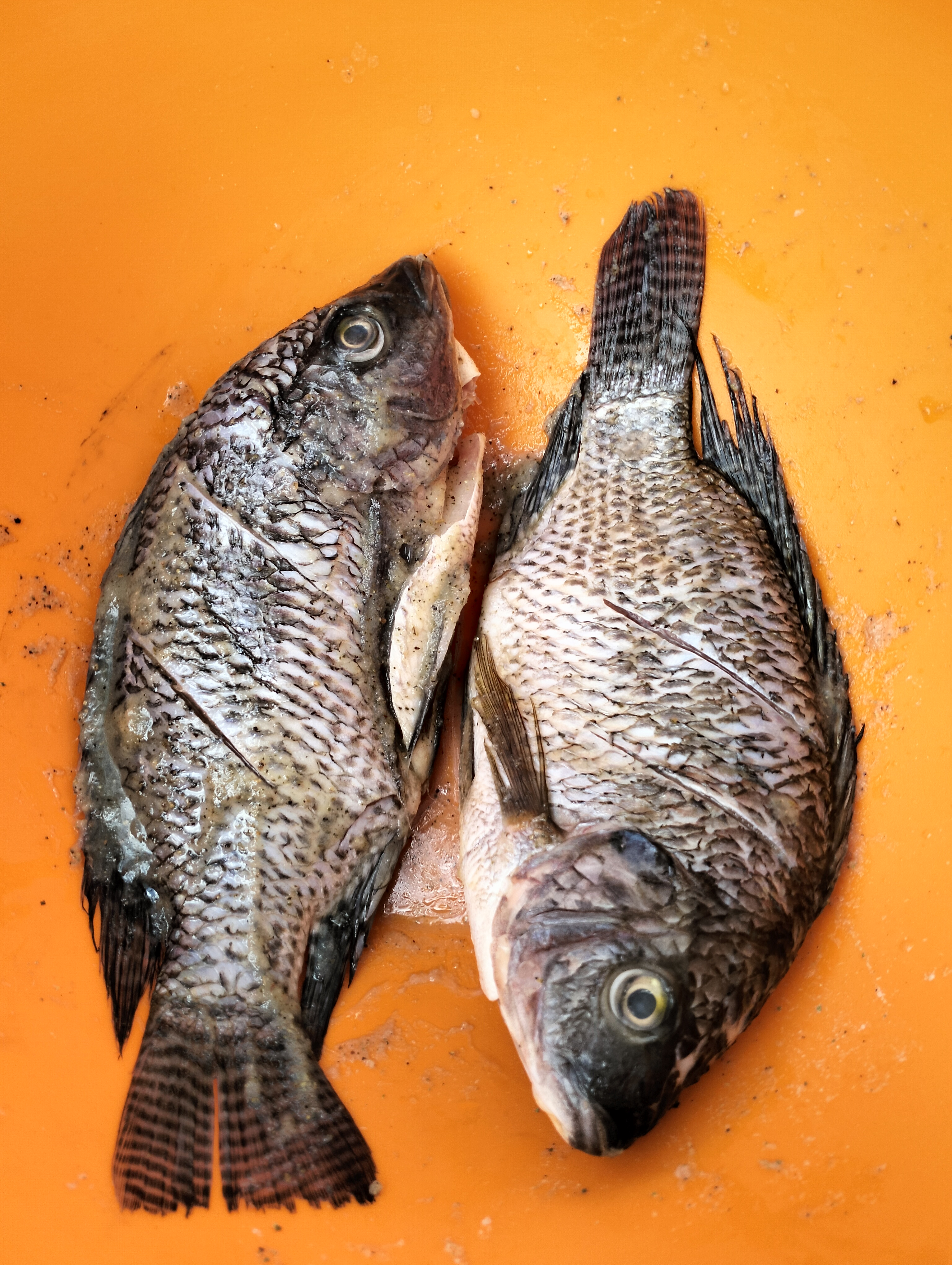 Tommy Cocktelito Mariscos frescos image 5