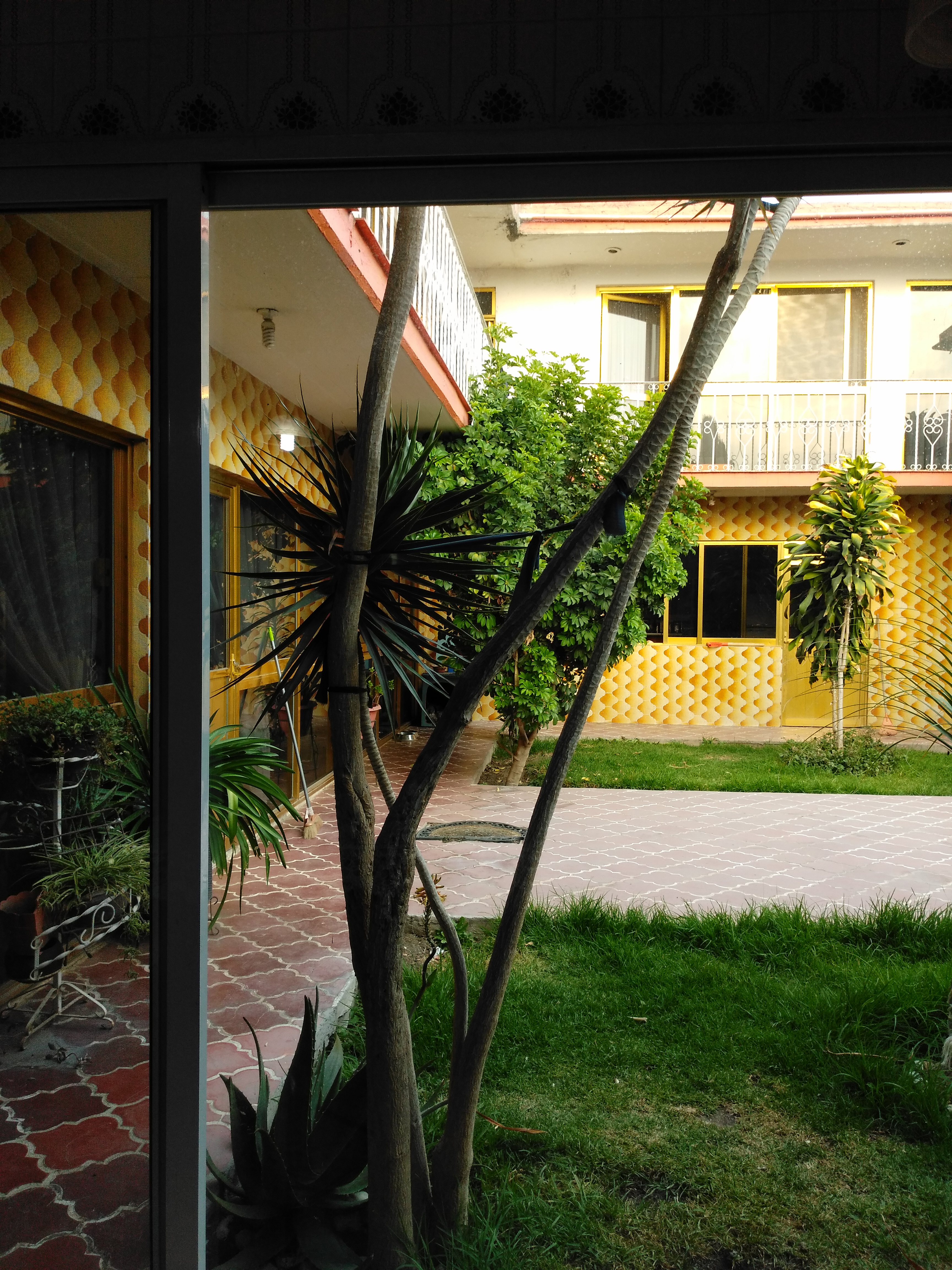 EL BORREGO DE ORO image 6