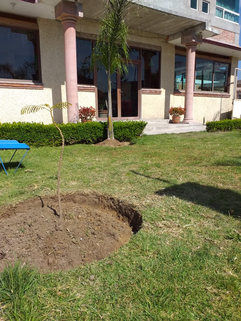 EL BORREGO DE ORO image 7