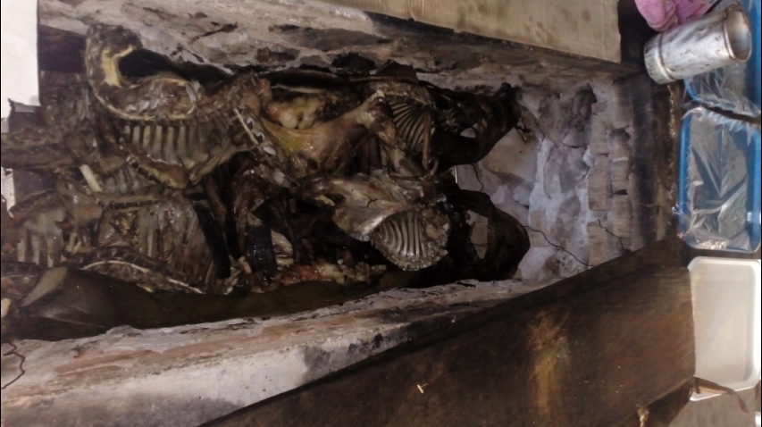 Barvocoa de borrego benjamin image 2