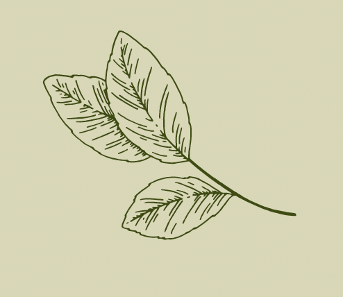 Cítrico sur image 2