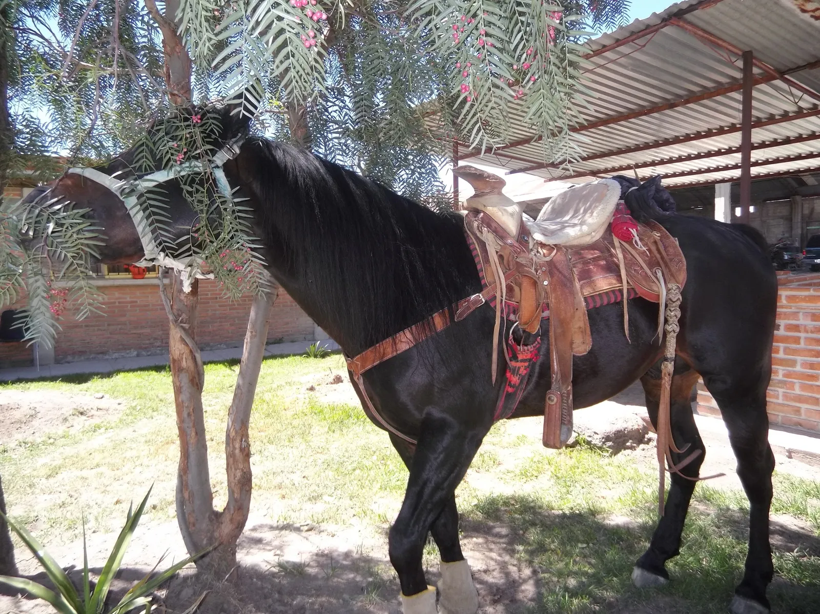 Barbacoa image 3