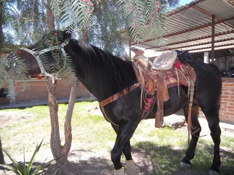 Barbacoa image 3