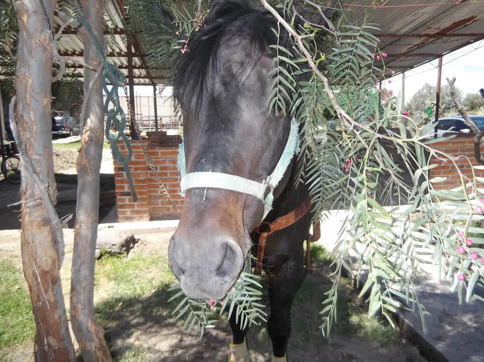 Barbacoa image 5