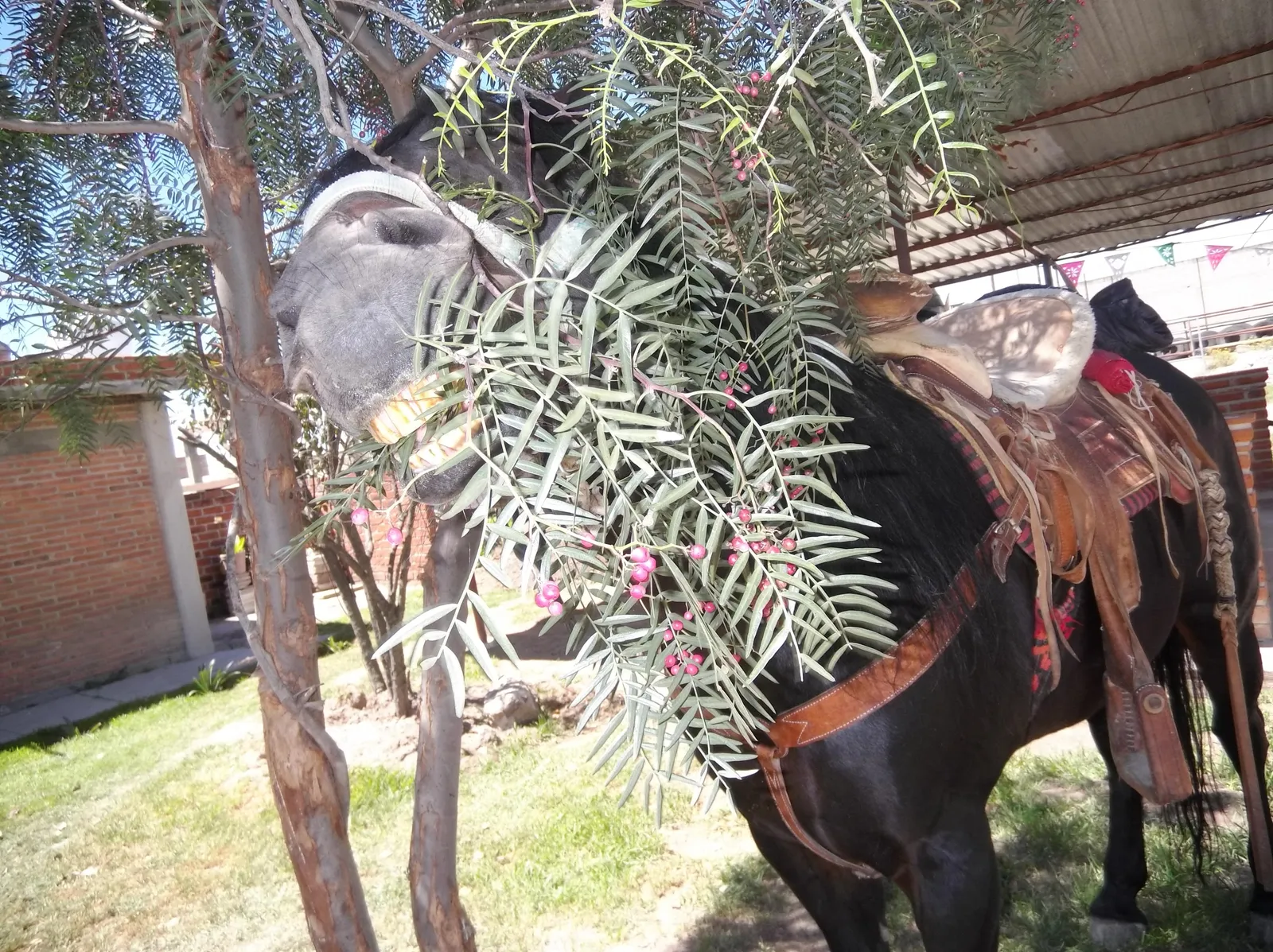 Barbacoa image 6