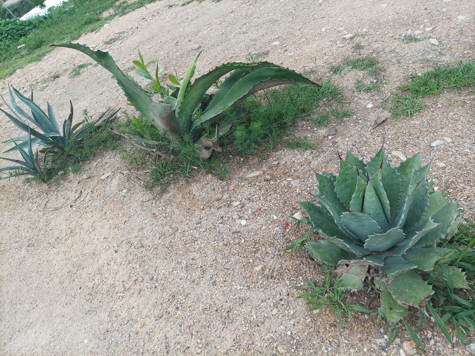 Mezcal image 3