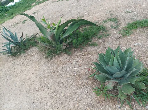 Mezcal image 3