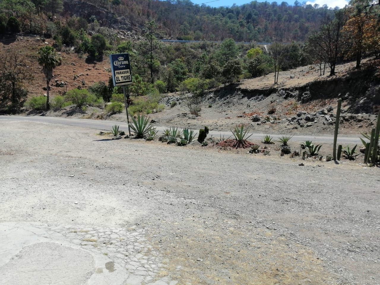 Mezcal image 5