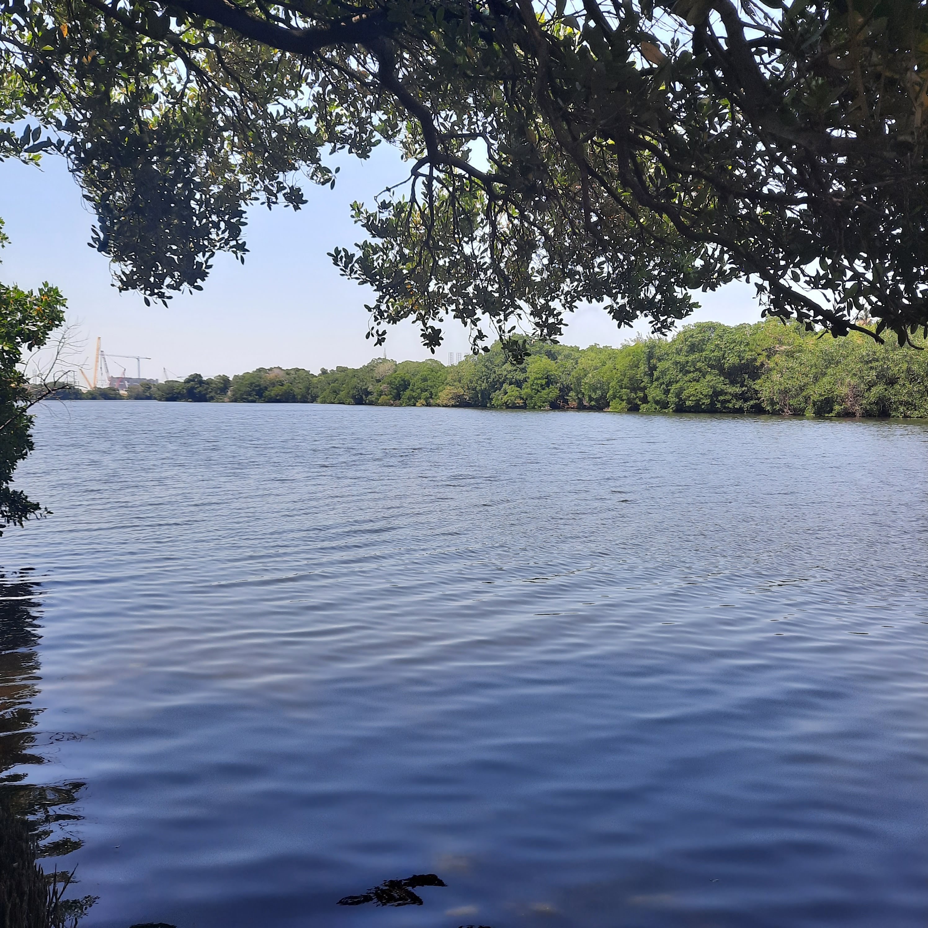 Cokteleria El Eden Del Tropico image 4