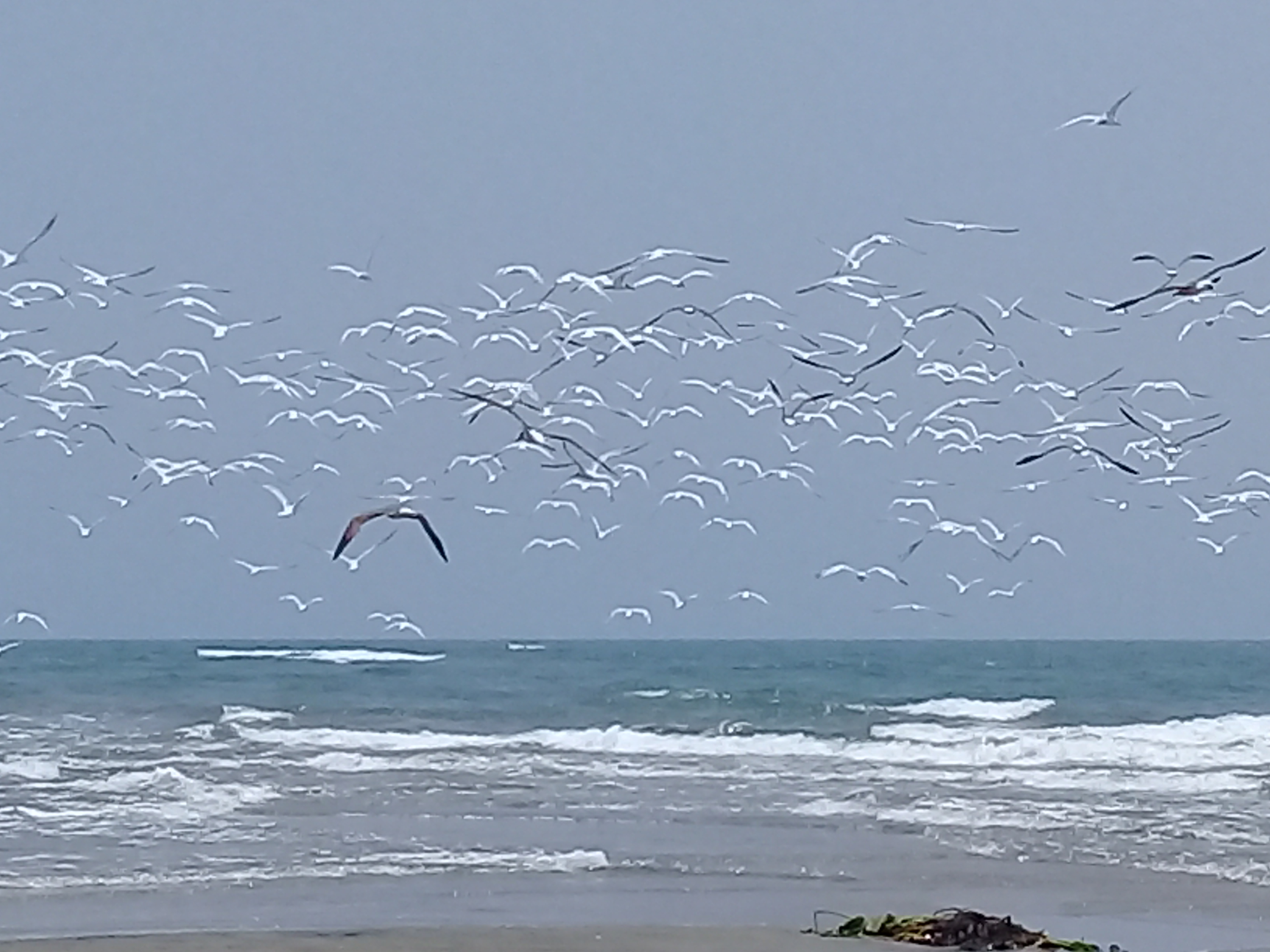Restaurante "El Cocalito" image 7