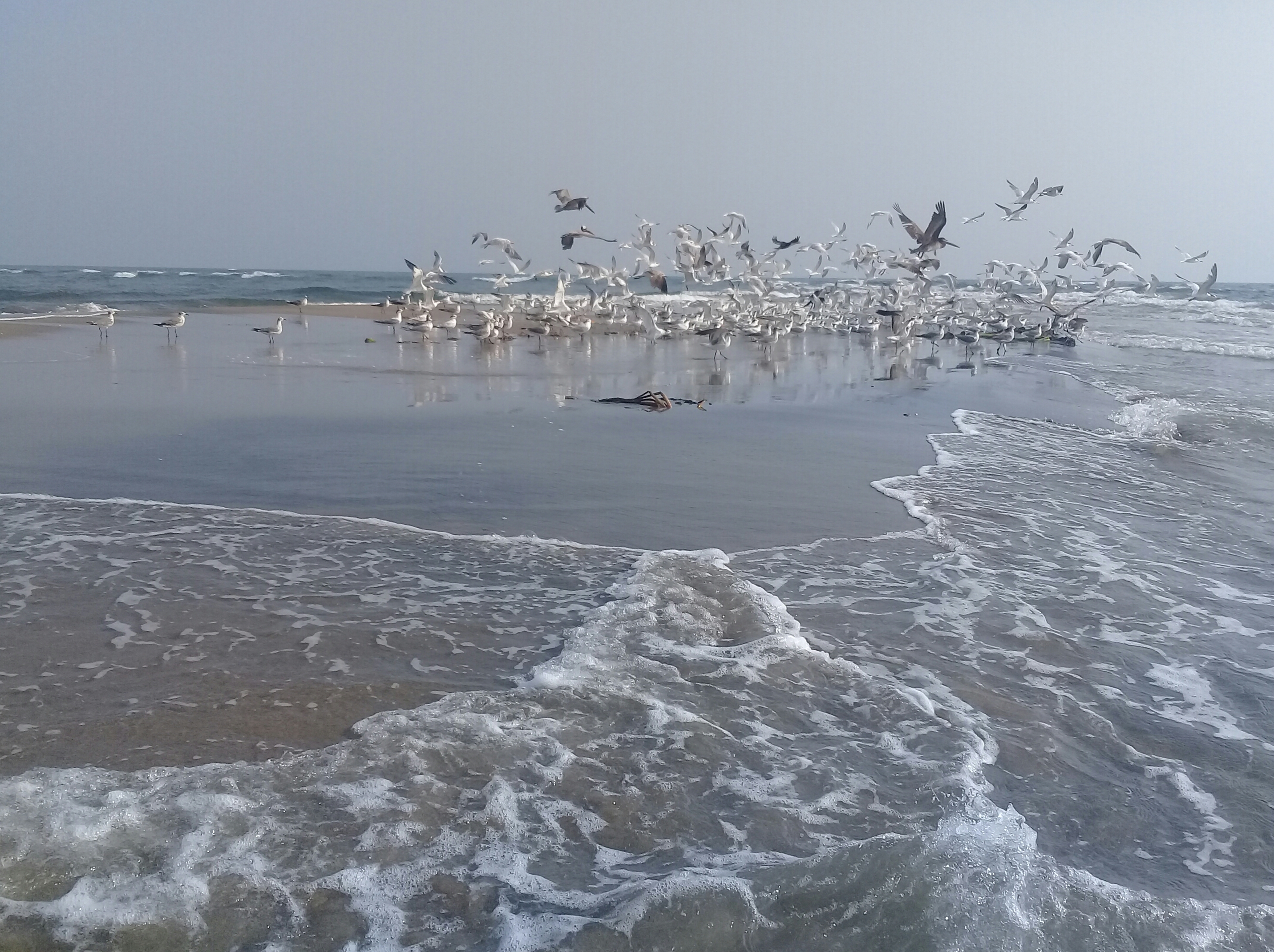 Restaurante "El Cocalito" image 9