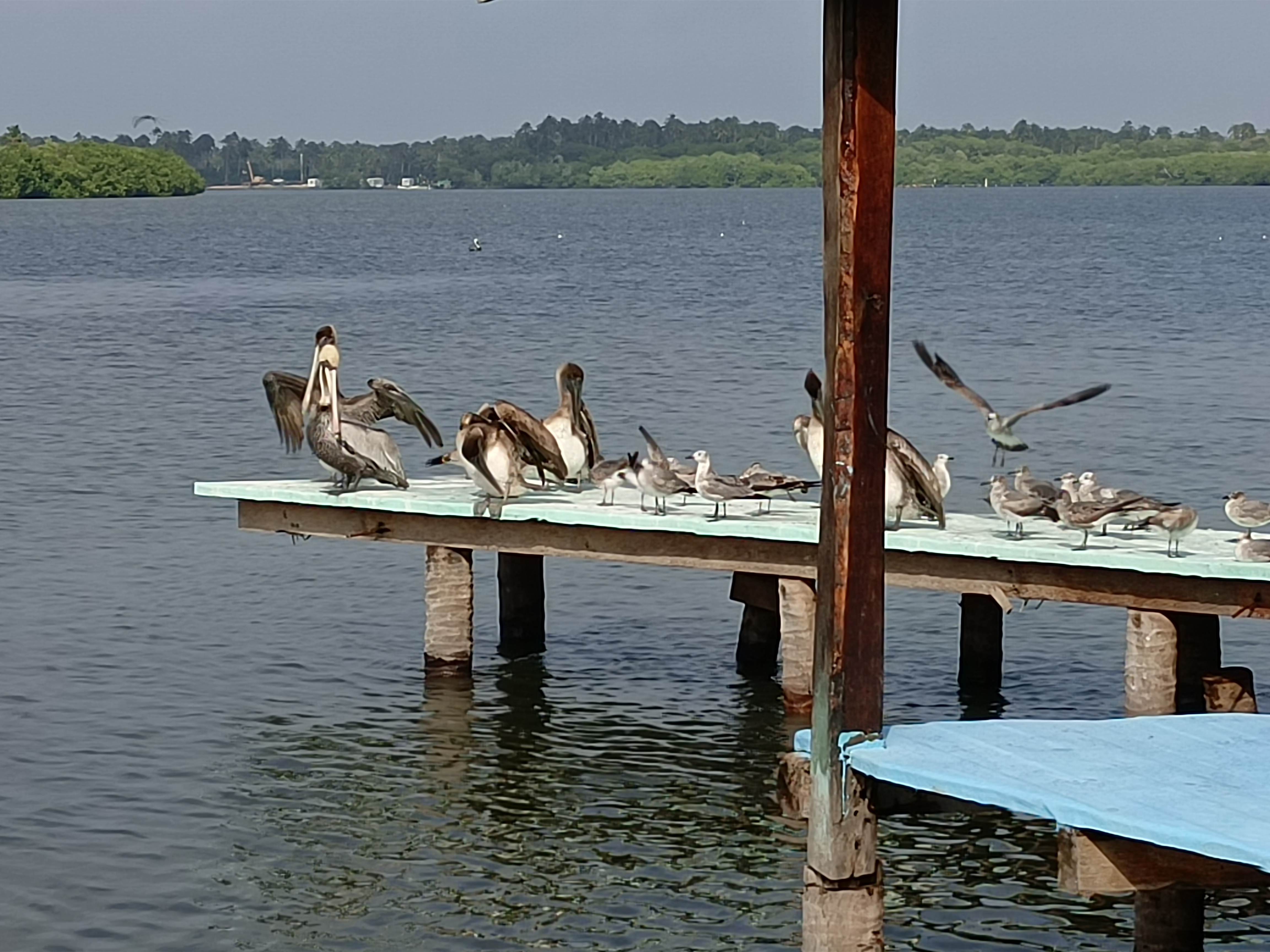 restaurante familiar El Marino image 10