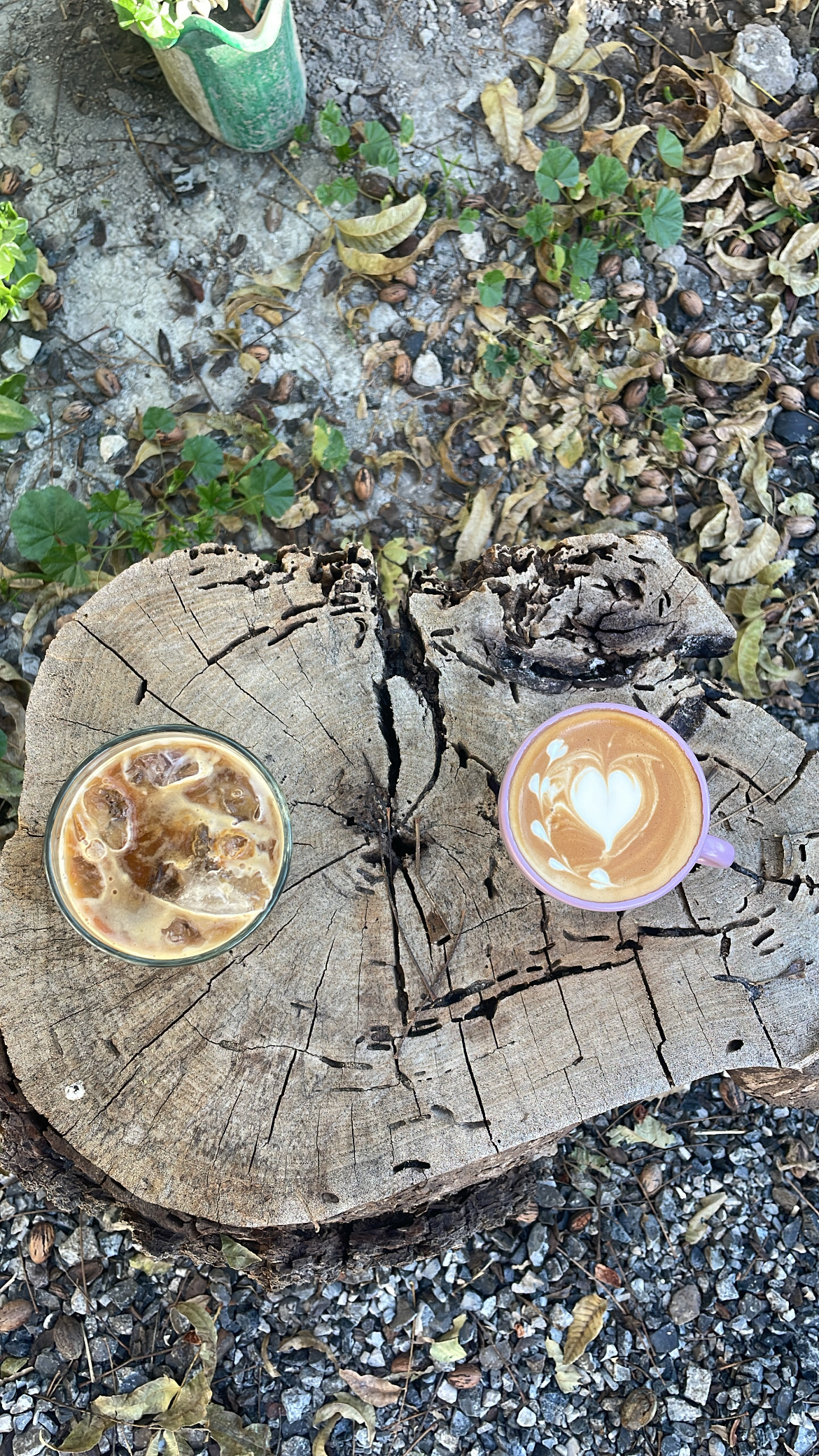 "El retoño" image 10