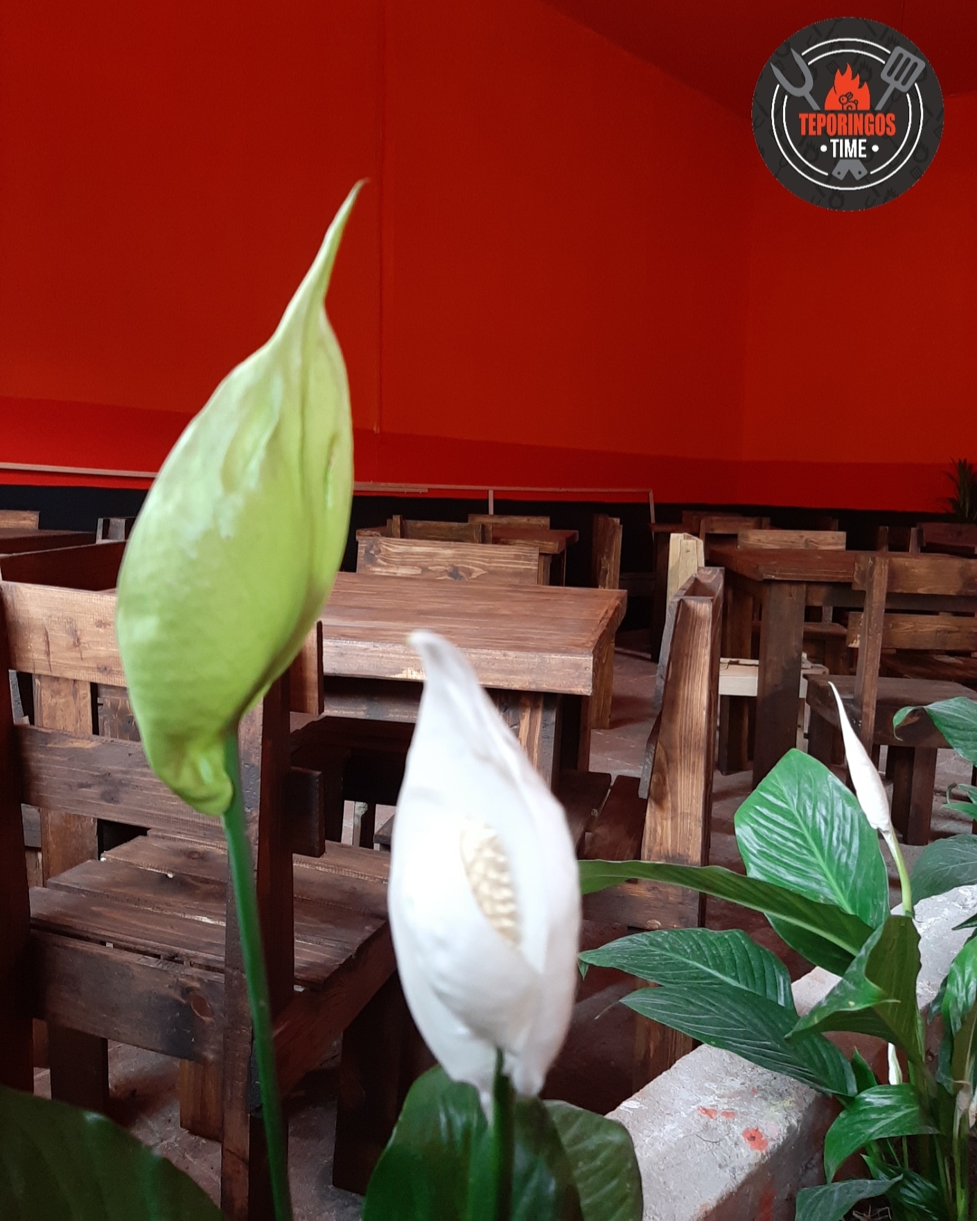 Teporingos Time image 9