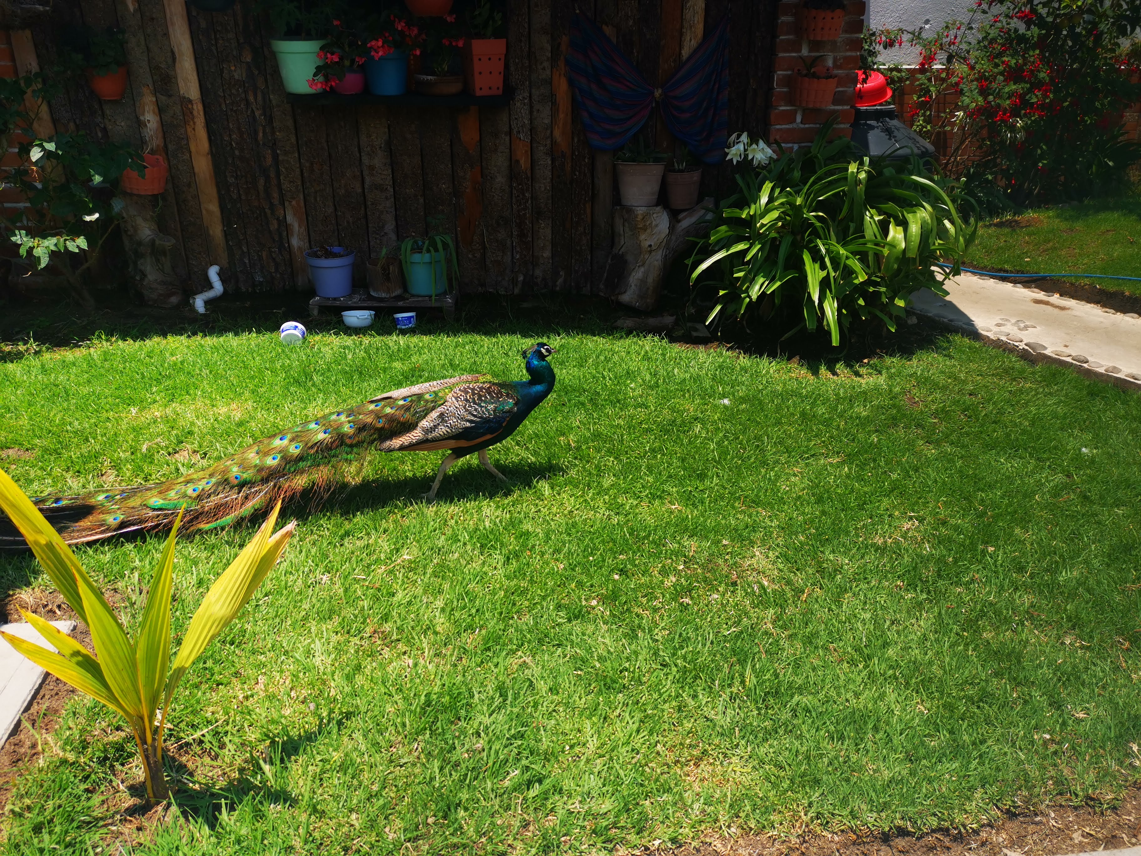 Carnitas "El Portal" image 2