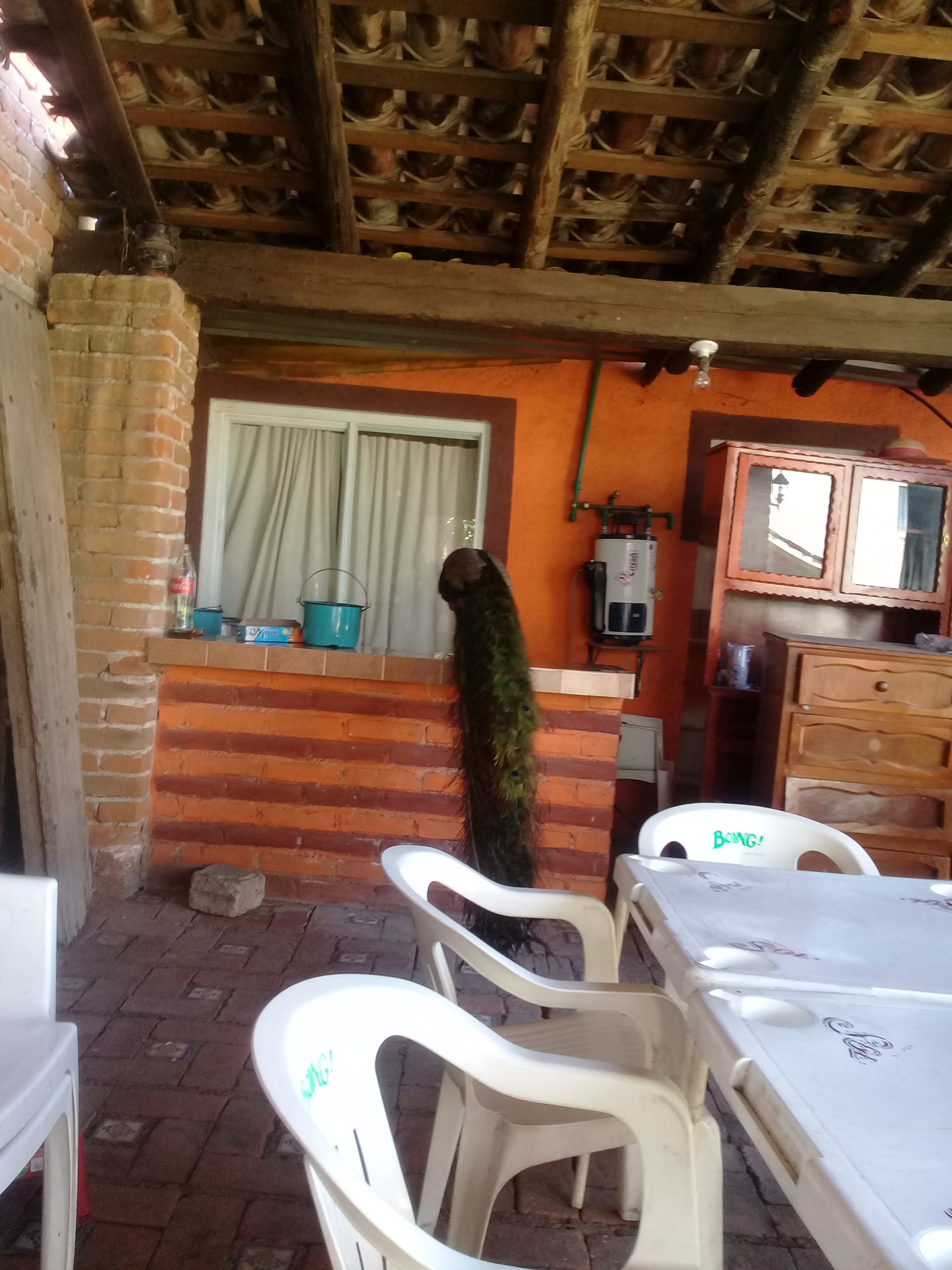 Carnitas "El Portal" image 4