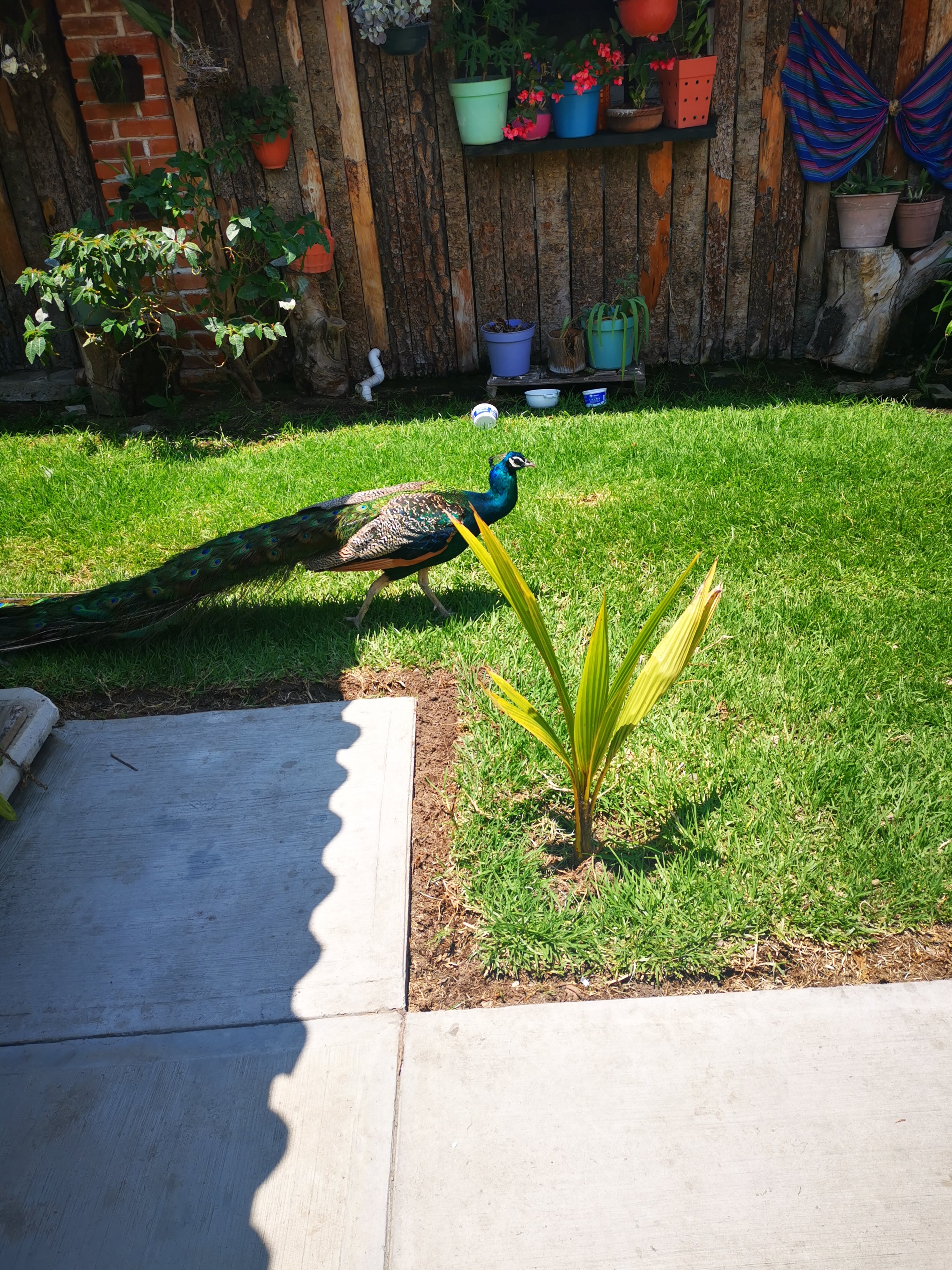Carnitas "El Portal" image 6