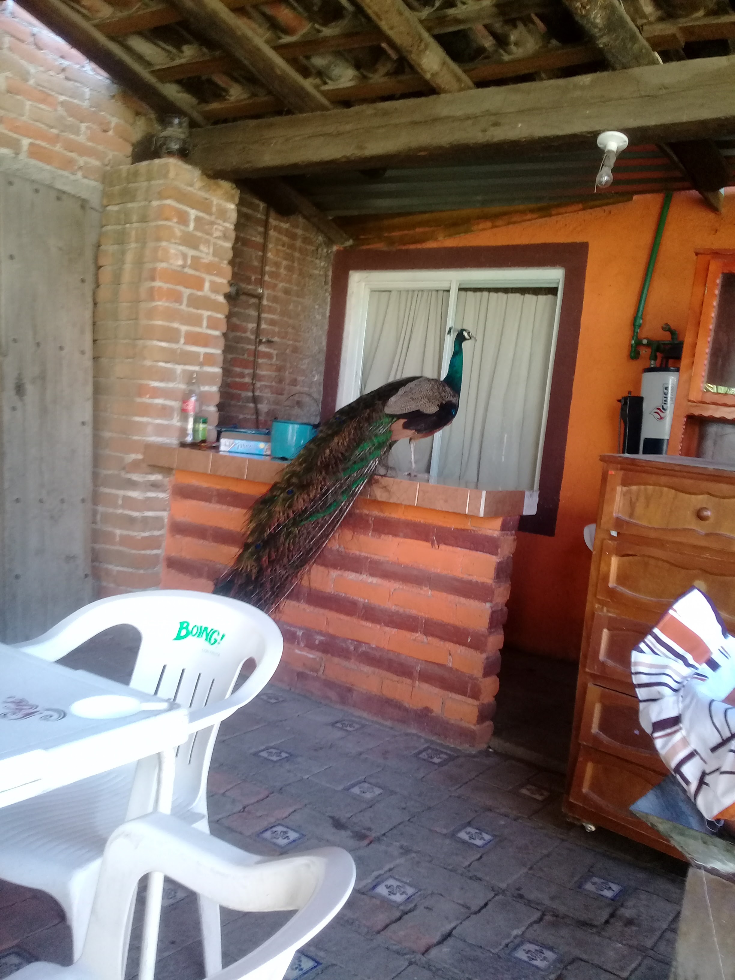 Carnitas "El Portal" image 7