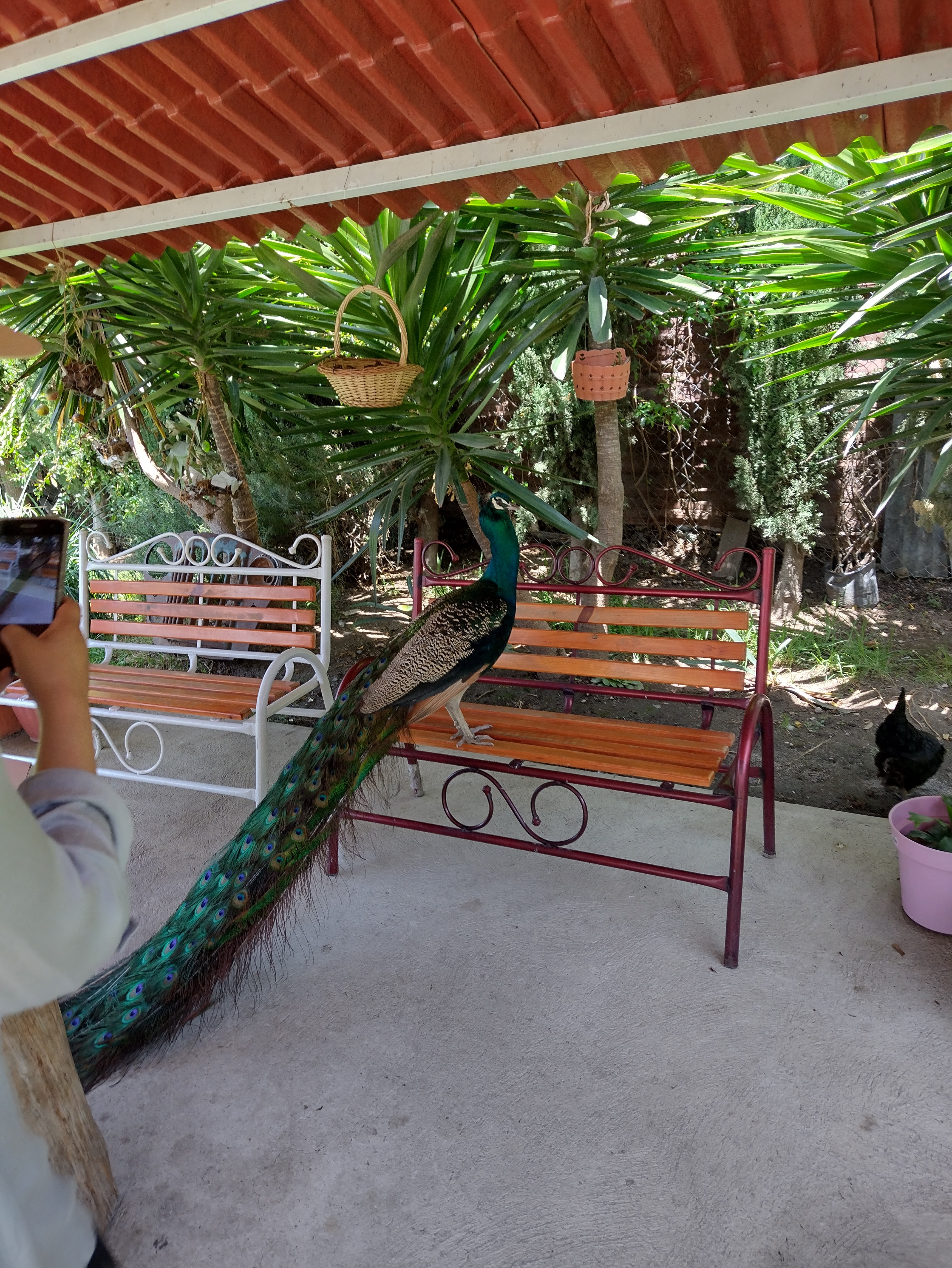 Carnitas "El Portal" image 8